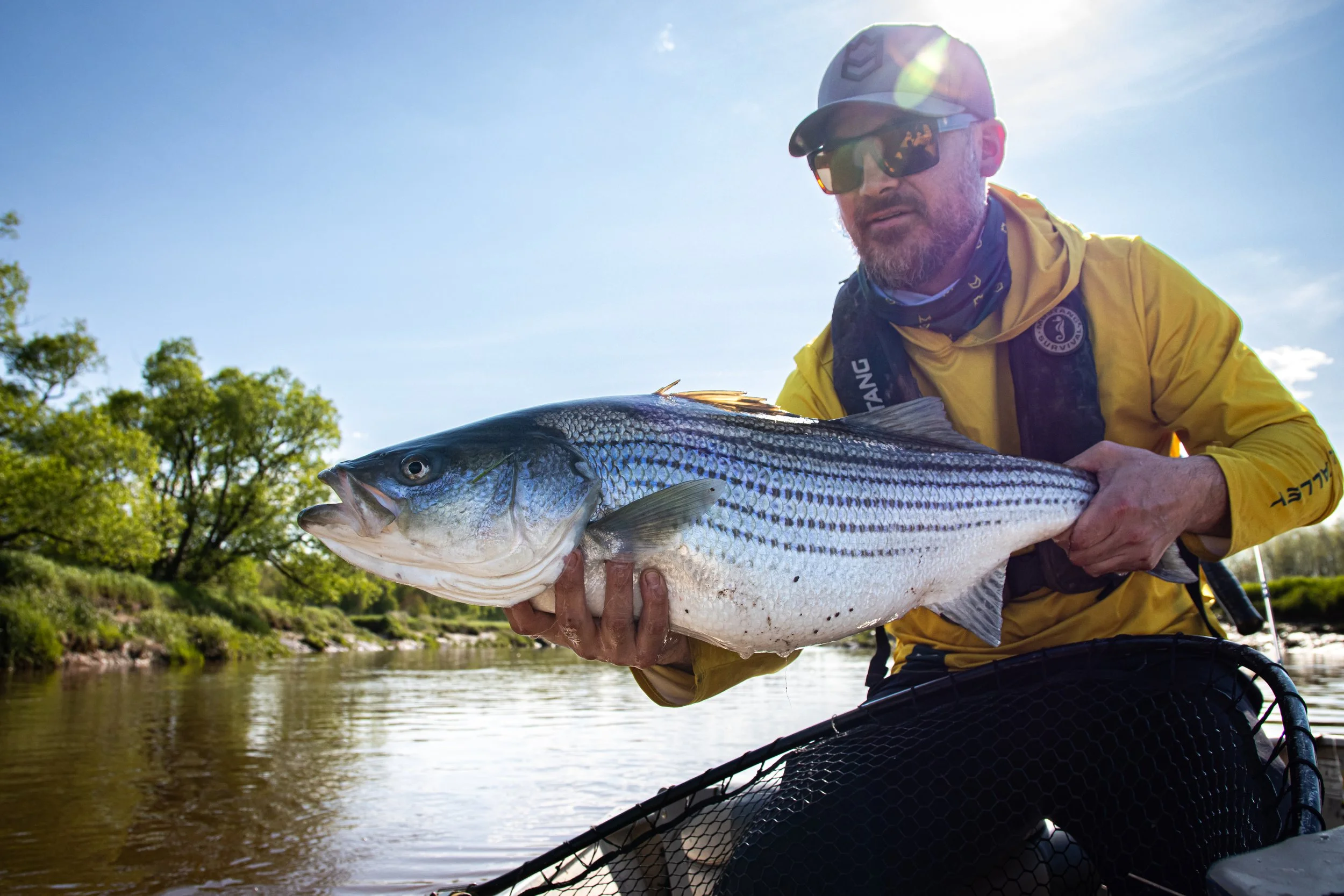 Man wearing a yellow jacket, sunglasses, and a cap holding a large fish near a river with trees in the background on a sunny day.