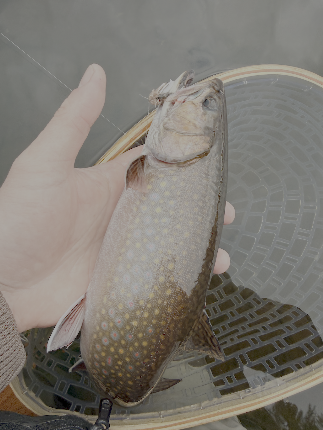 Legendary trout fishing in Nova Scotia