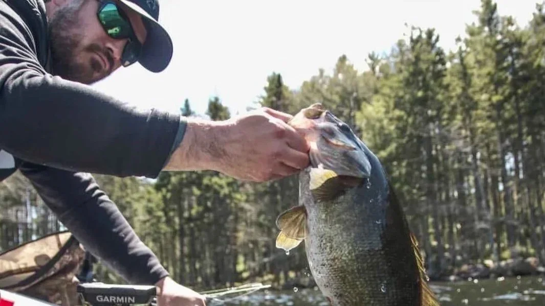 A man wearing sunglasses and a cap holding a large fish, possibly a bass, over a river with a forest background.