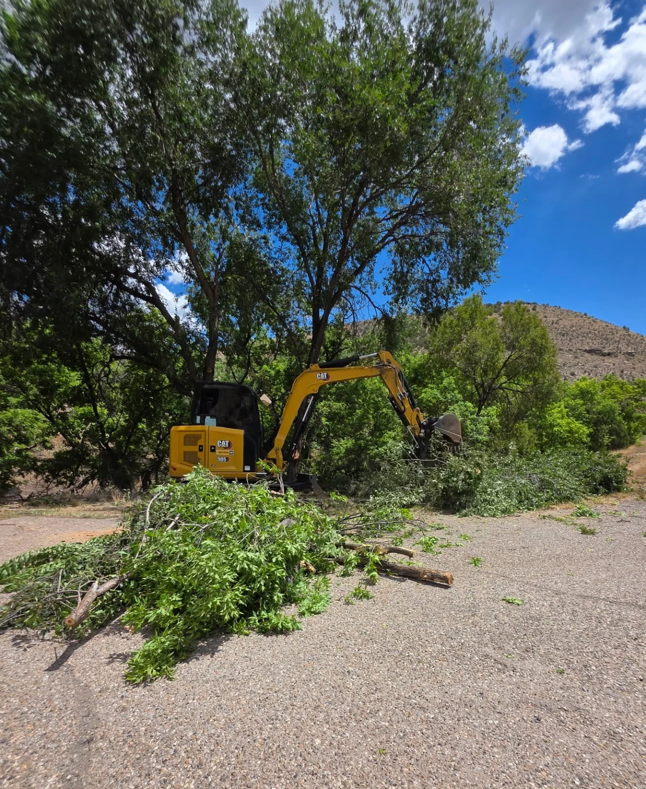 A yellow Caterpillar excavator cutting or trimming a tree with green leaves, on a dirt and gravel surface, with green trees and a hill in the background under a partly cloudy blue sky.