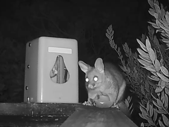 Possums