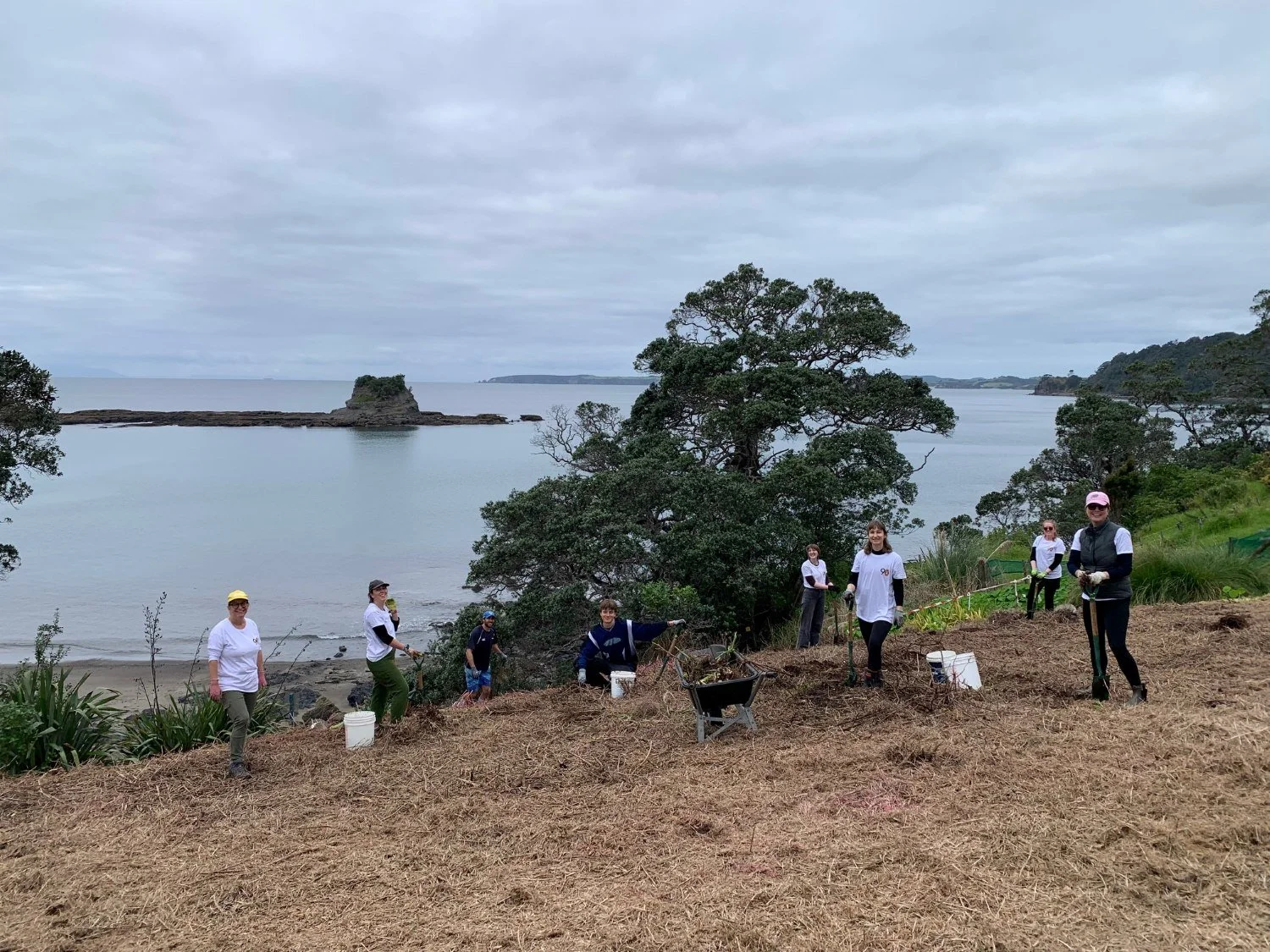 Matheson Bay Planting