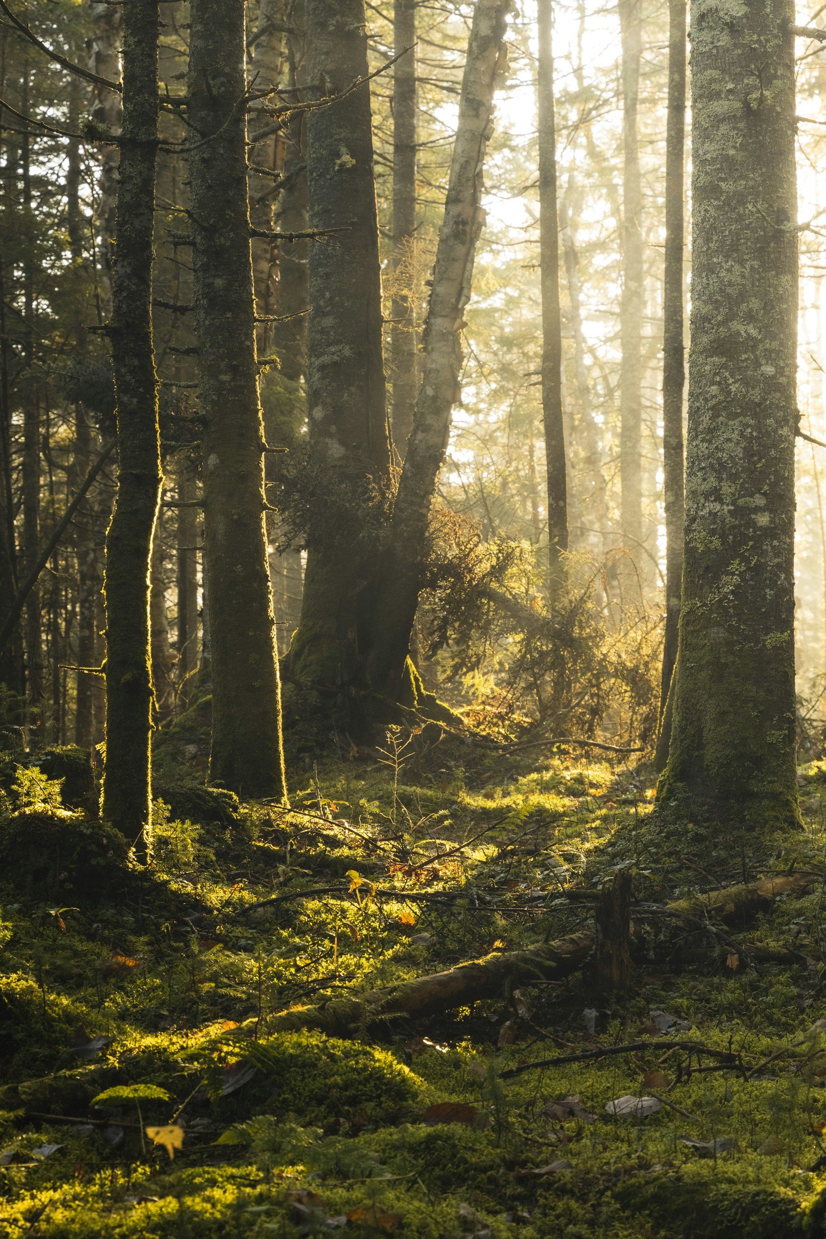 A dense forest with tall trees and soft sunlight filtering through the branches, illuminating the lush green undergrowth.