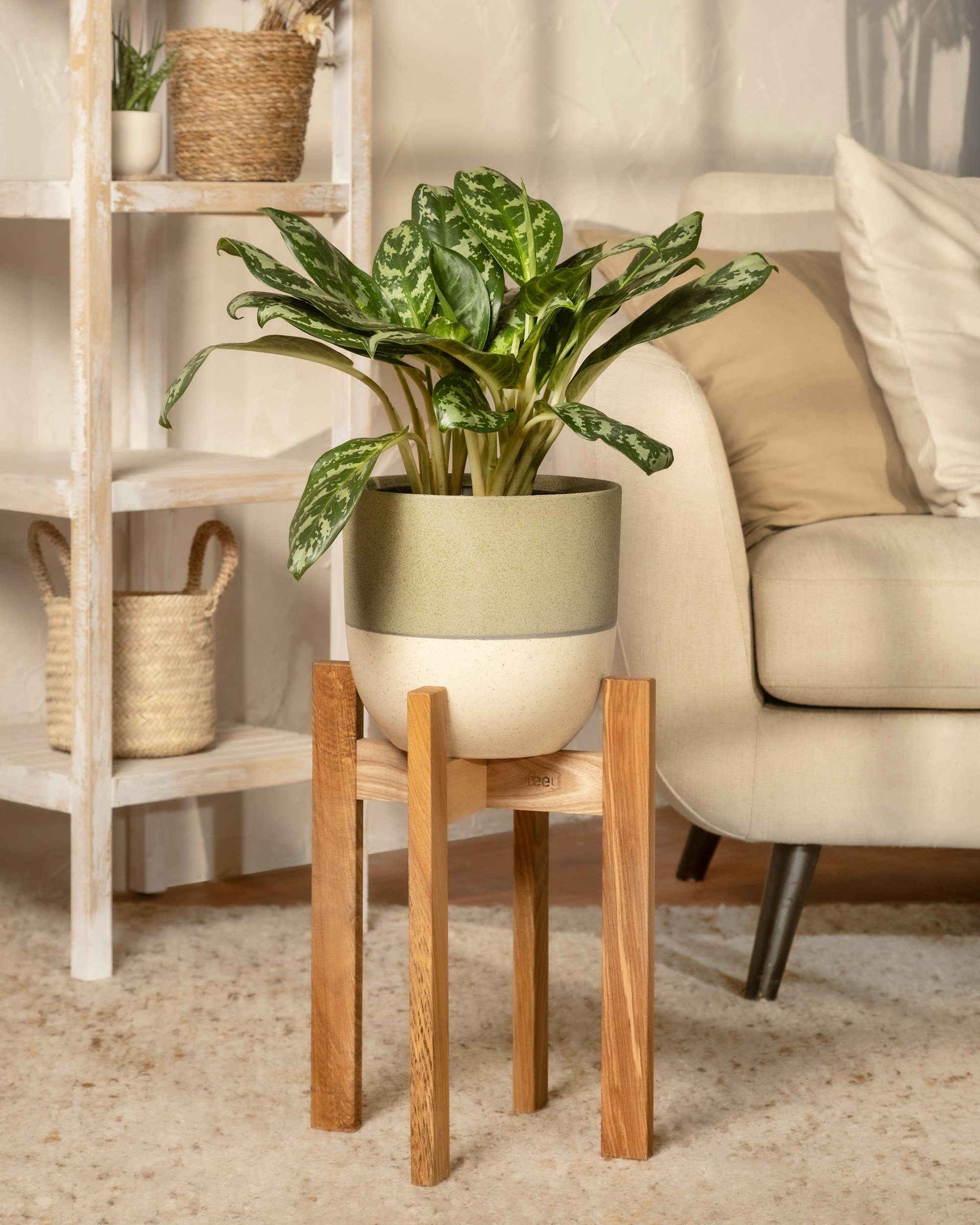 A potted plant with variegated green and white leaves on a wooden stand in a cozy living room, with a beige sofa and shelf in the background.