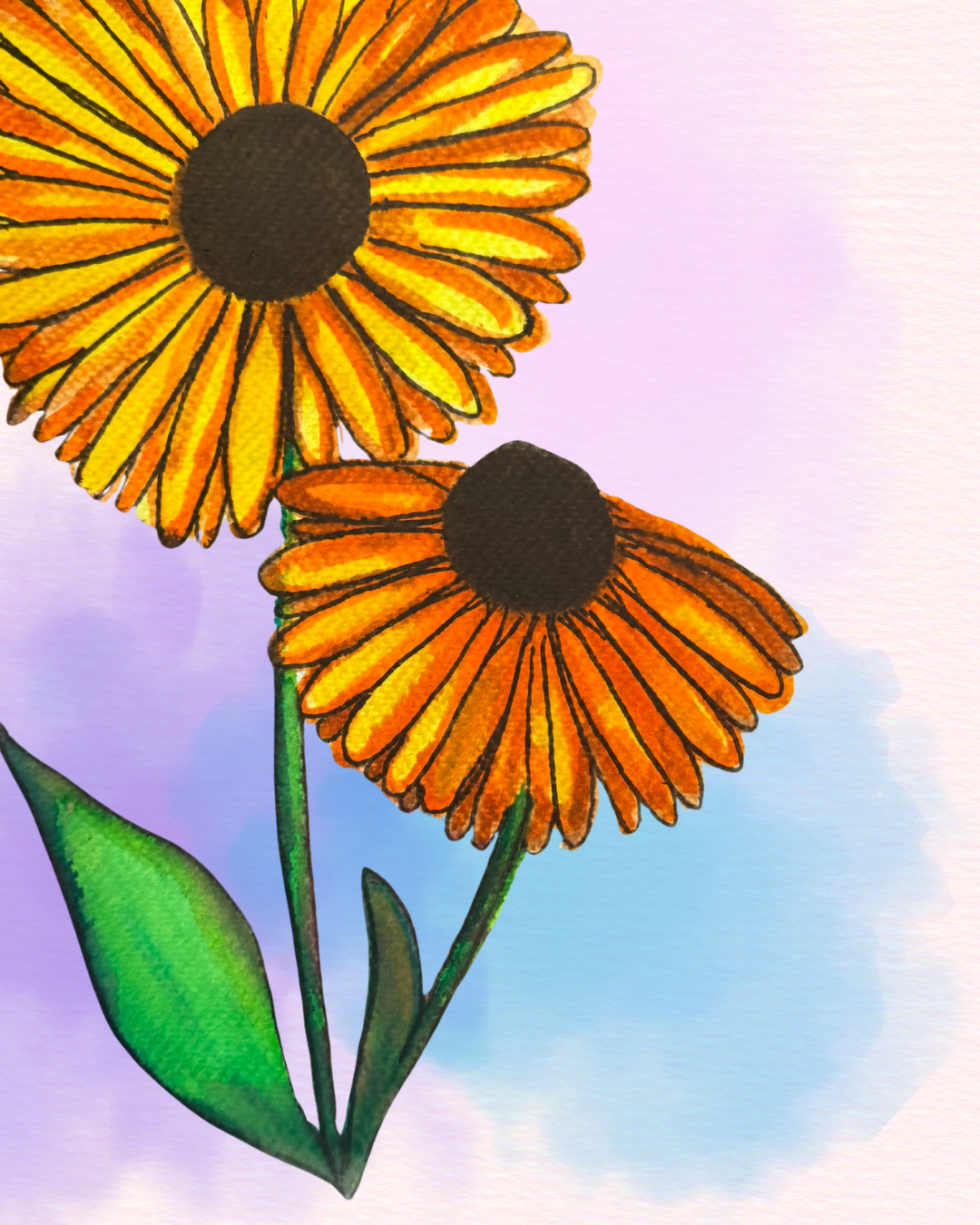 brown eyed susans - watercolor illustration