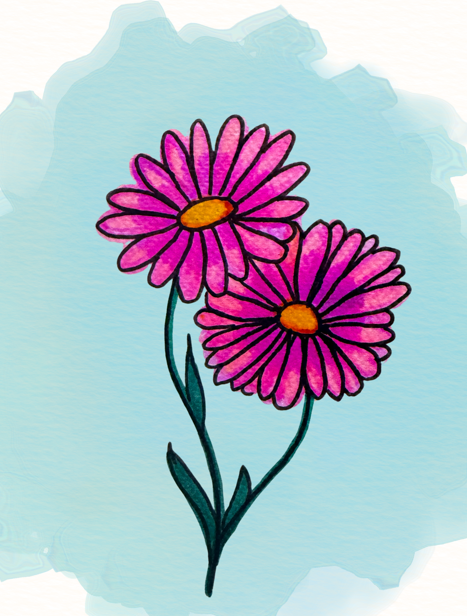 asters - watercolor illustration