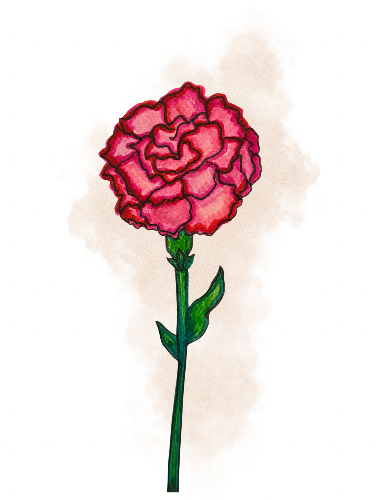 carnation - illustration with watercolor pens