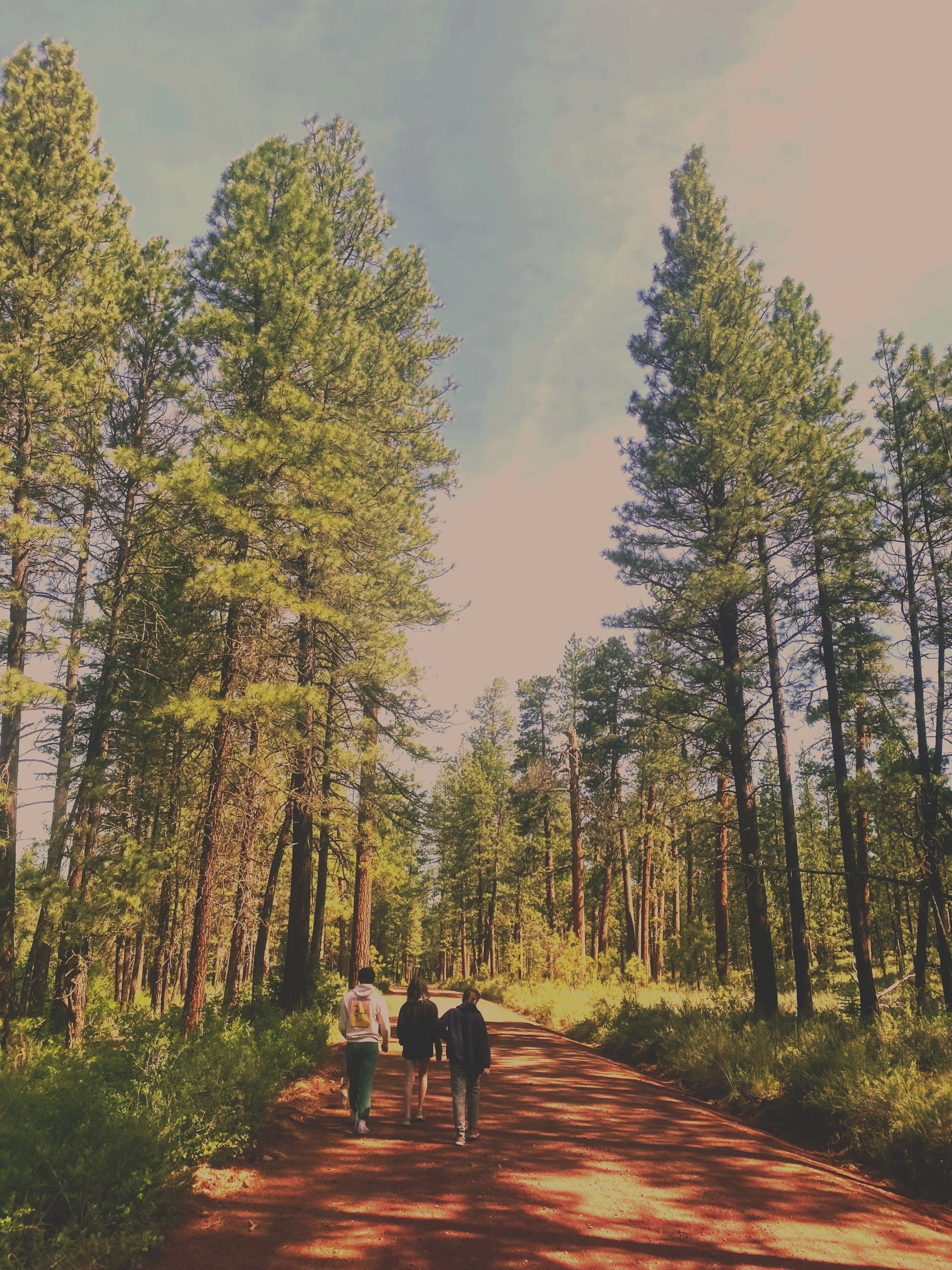 Three people walking on a dirt trail through a forest with tall pine trees and a bright sky.