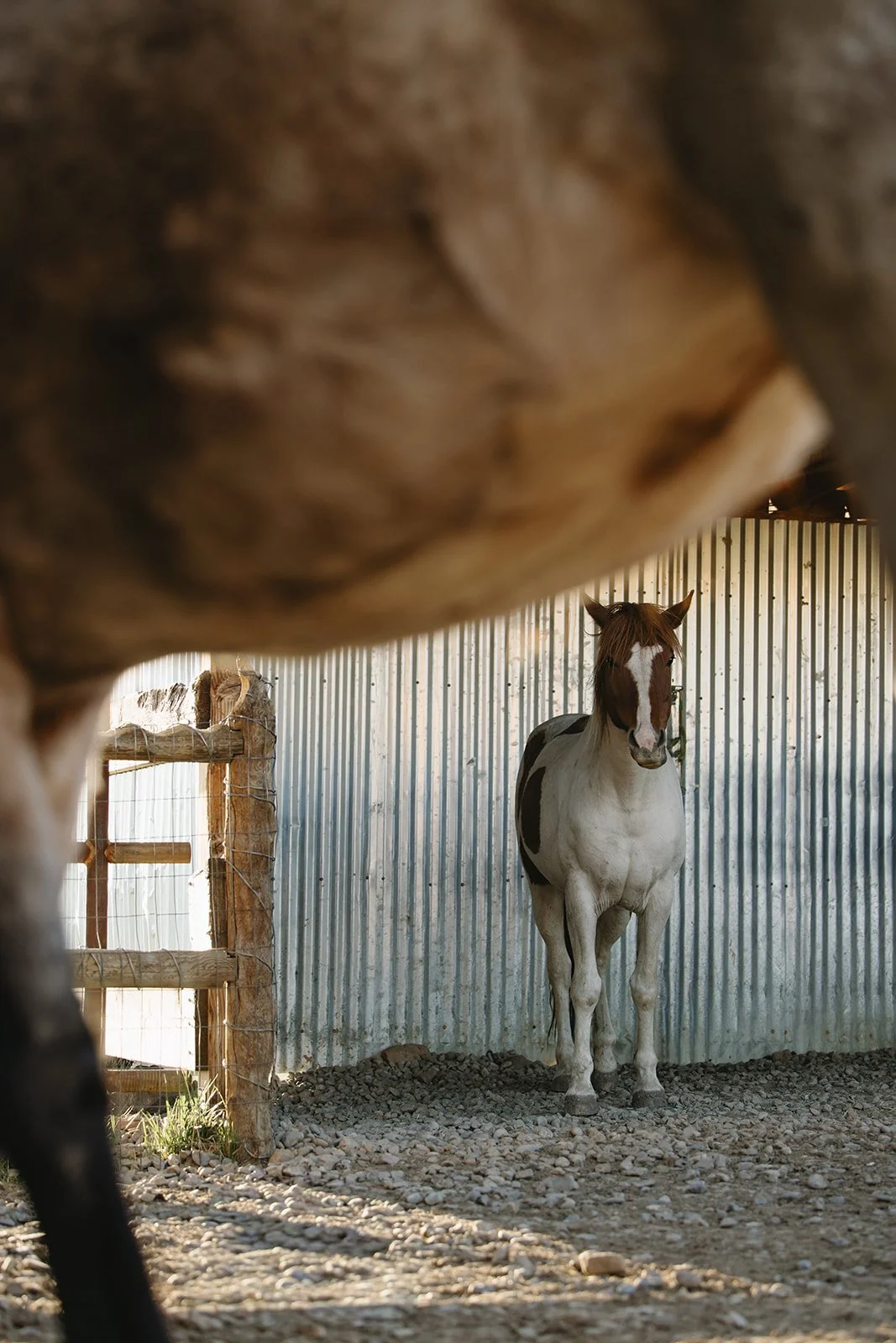 Photo of a white and brown horse standing inside a corrugated metal fenced area, viewed from behind another horse's body. Rhianon Brown Photography's brand photoshoot for Grace Reins Equine Therapy in Colorado.