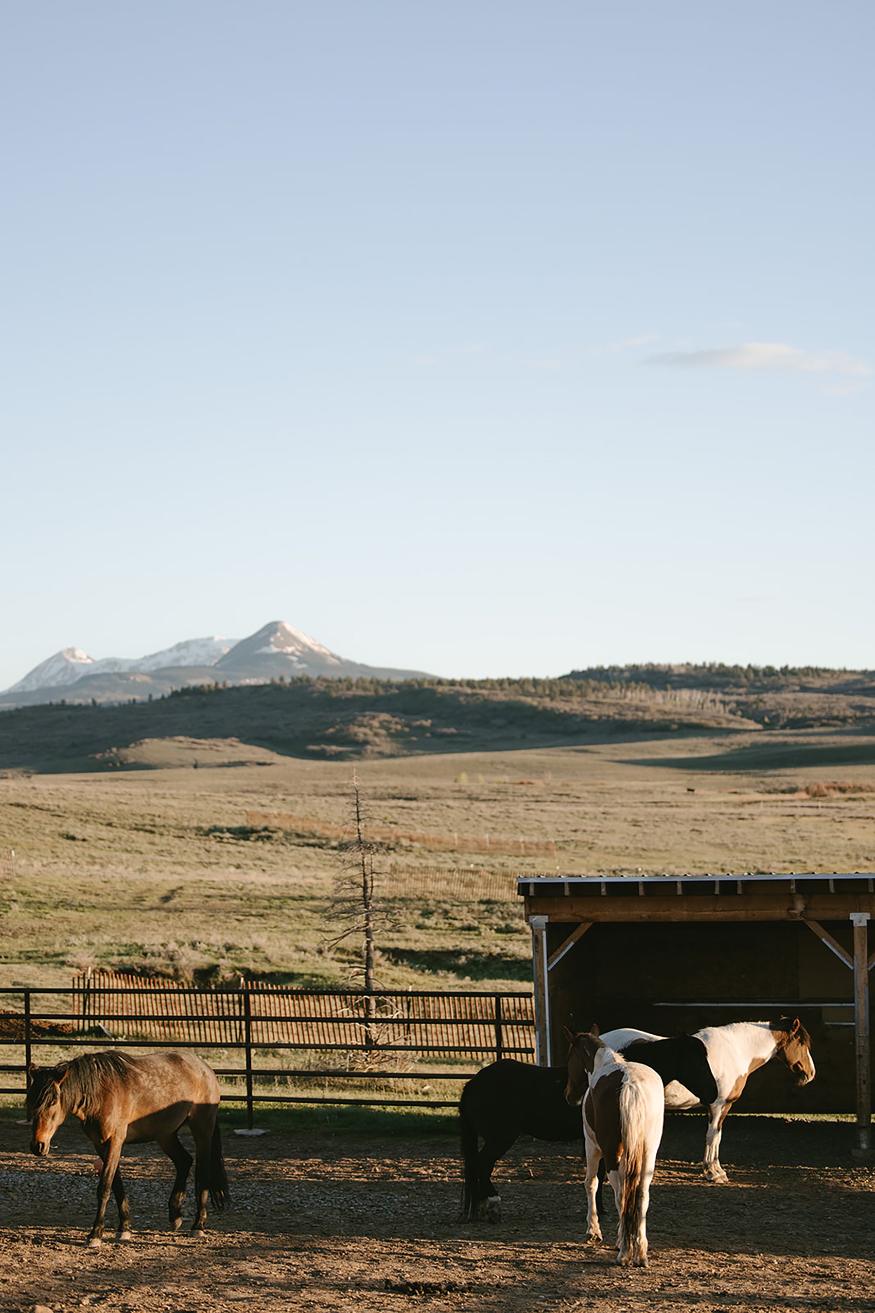 travel photography for grace reins equine therapy by rhianon brown photography