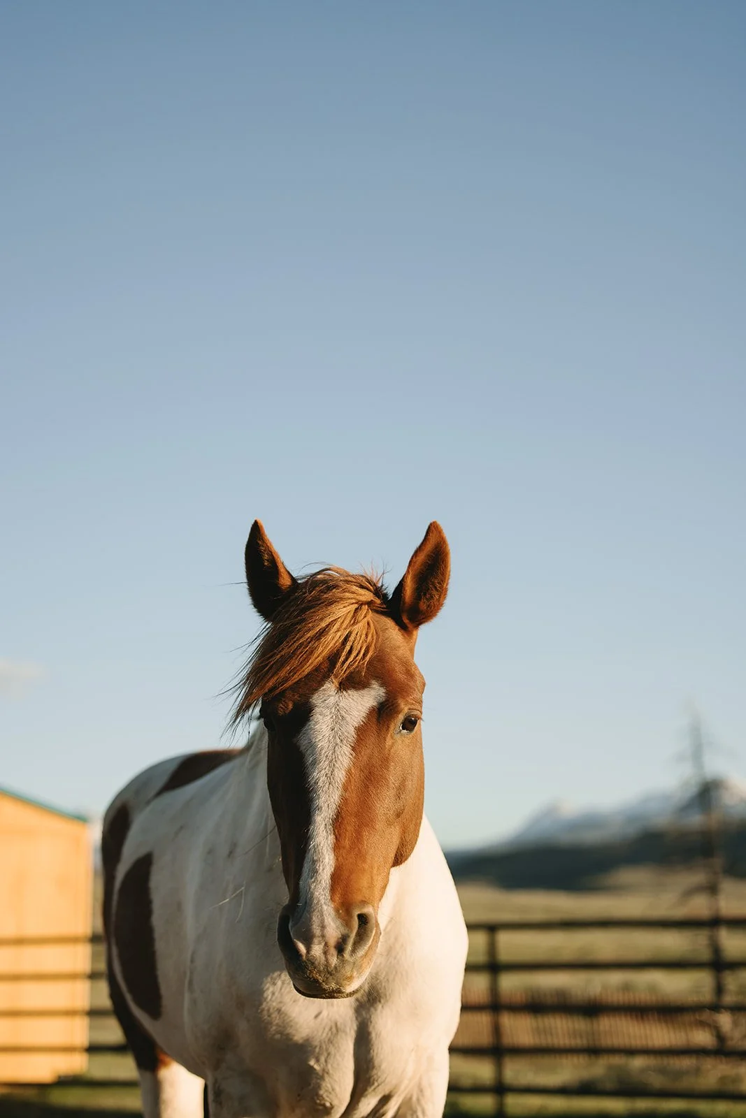 A brown and white horse standing in a fenced outdoor area with a clear blue sky and mountains in the background. Rhianon Brown Photography's brand photoshoot for Grace Reins Equine Therapy in Colorado.