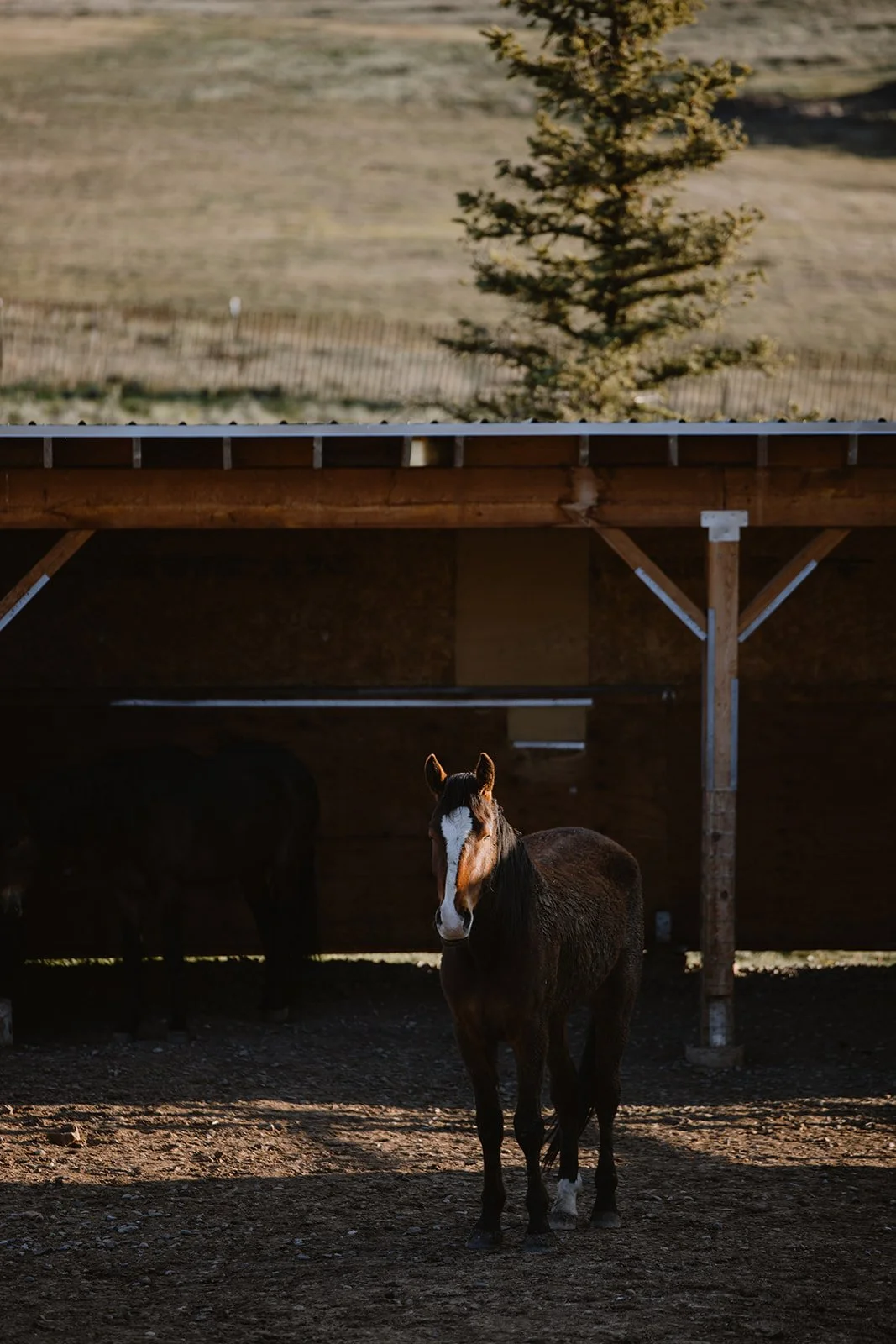 A young horse standing in a shed, with a dark horse behind it, outdoors during daytime, with a tree and open field in the background. Rhianon Brown Photography's brand photoshoot for Grace Reins Equine Therapy in Colorado.