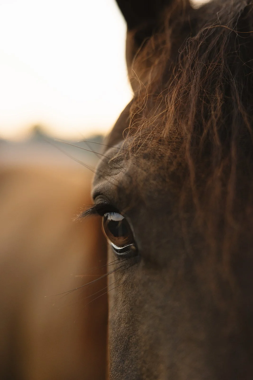 Close-up of a brown horse's face in profile with a background of sunset or sunrise sky.  Brand and lifestyle photography for Sacred Align Equine by Rhianon Brown Photography.