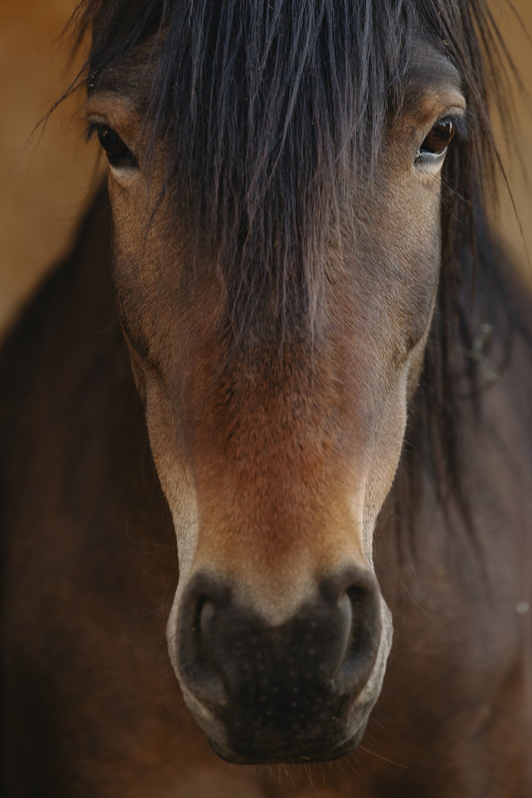 Close-up of a brown horse's face, showing details of its eyes, nose, and dark mane. Rhianon Brown Photography's brand photoshoot for Grace Reins Equine Therapy in Colorado.