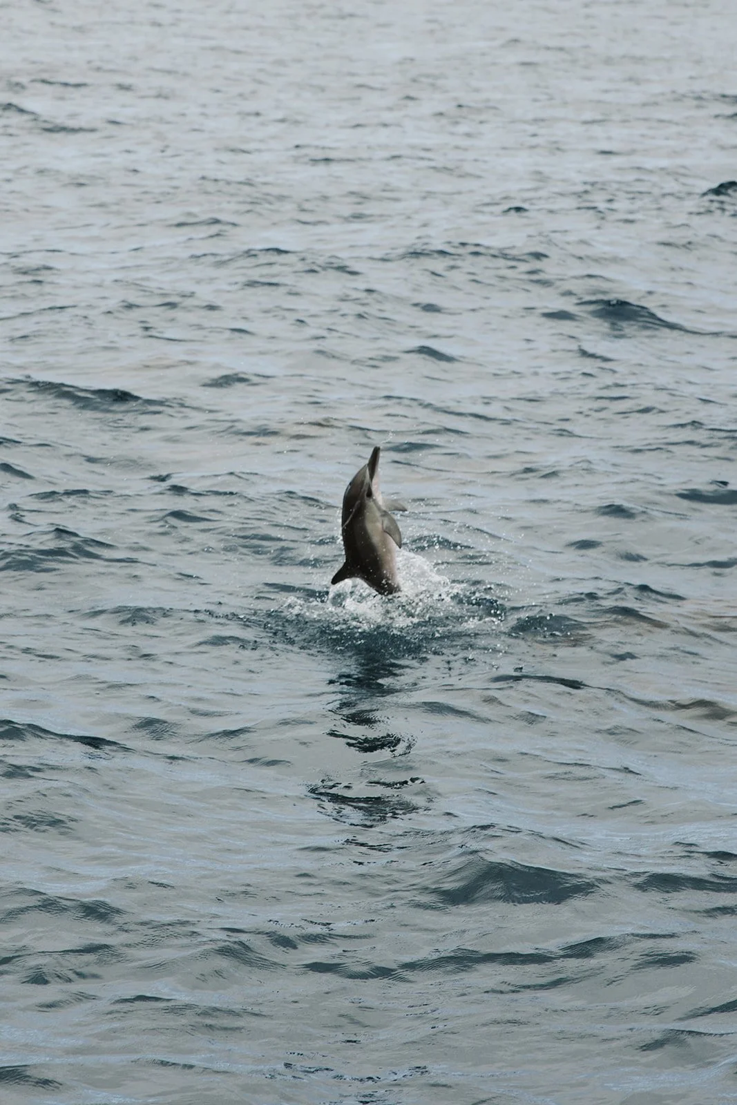 A dolphin jumping out of the water in the ocean. Brand and travel photography session for Holo Holo Charters in Kauai, Hawaii by Rhianon Brown Photography.