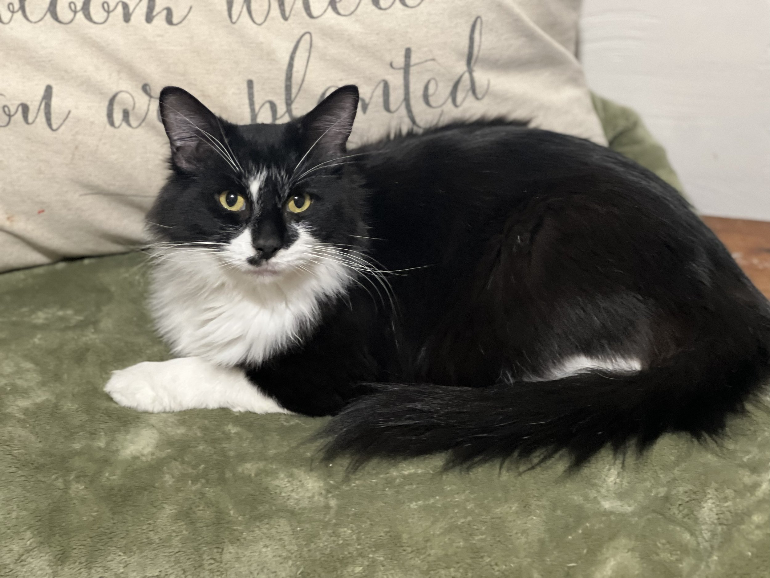 A black and white cat lying on a green carpet, with a beige pillow in the background. The pillow has black cursive writing on it.