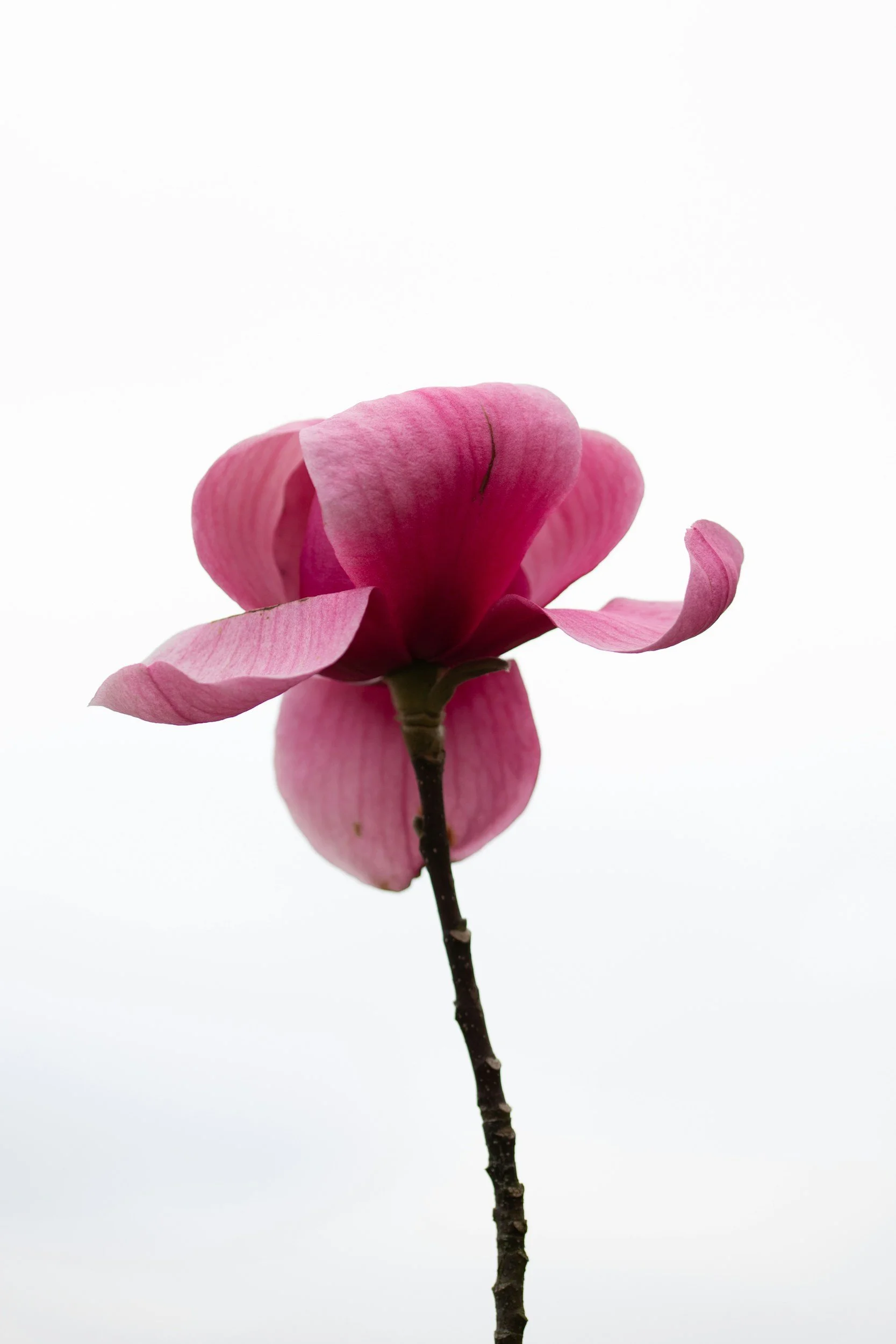 Close-up of a pink magnolia flower with a white background.