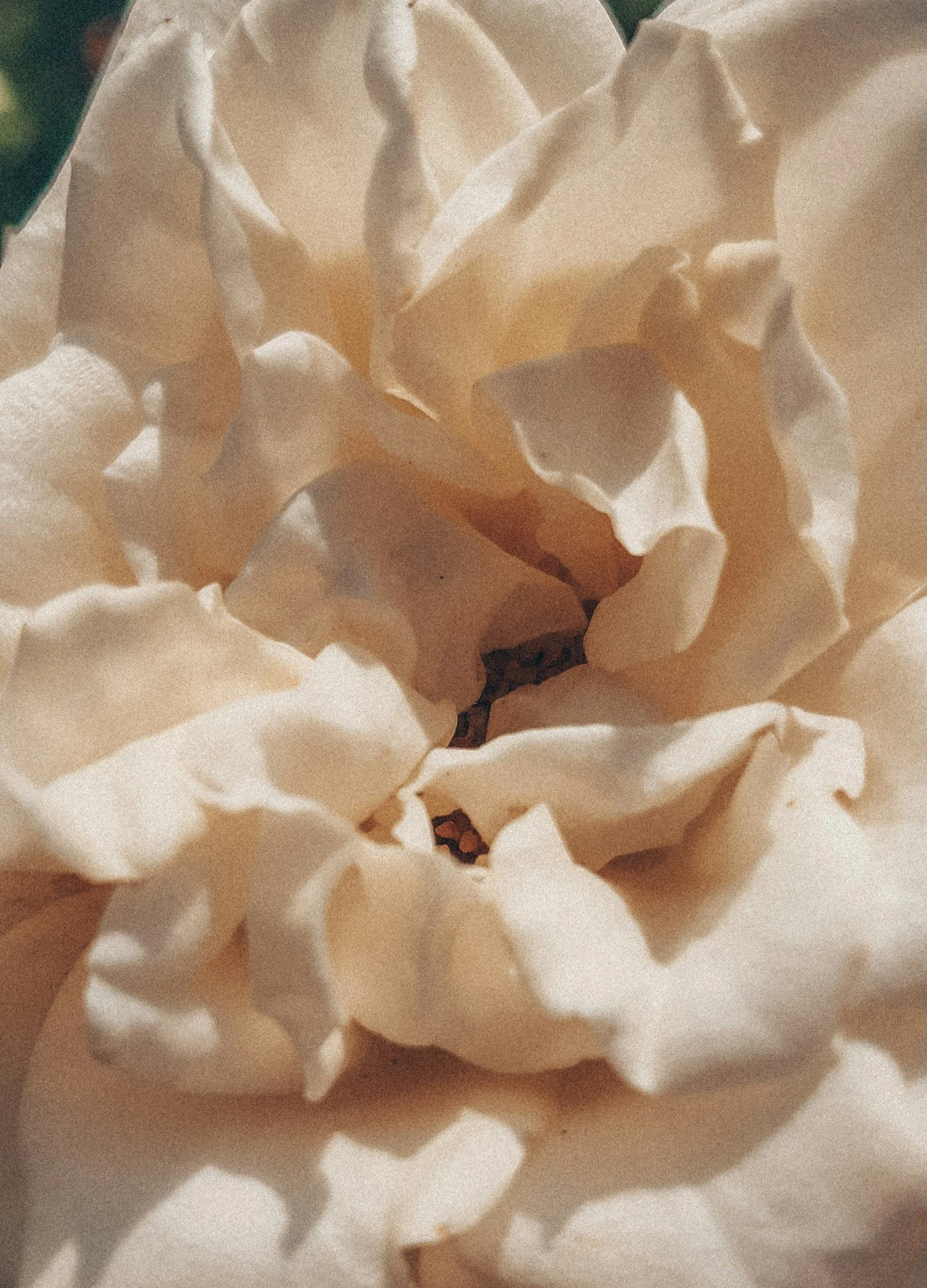 Close-up of a white flower with soft, ruffled petals.