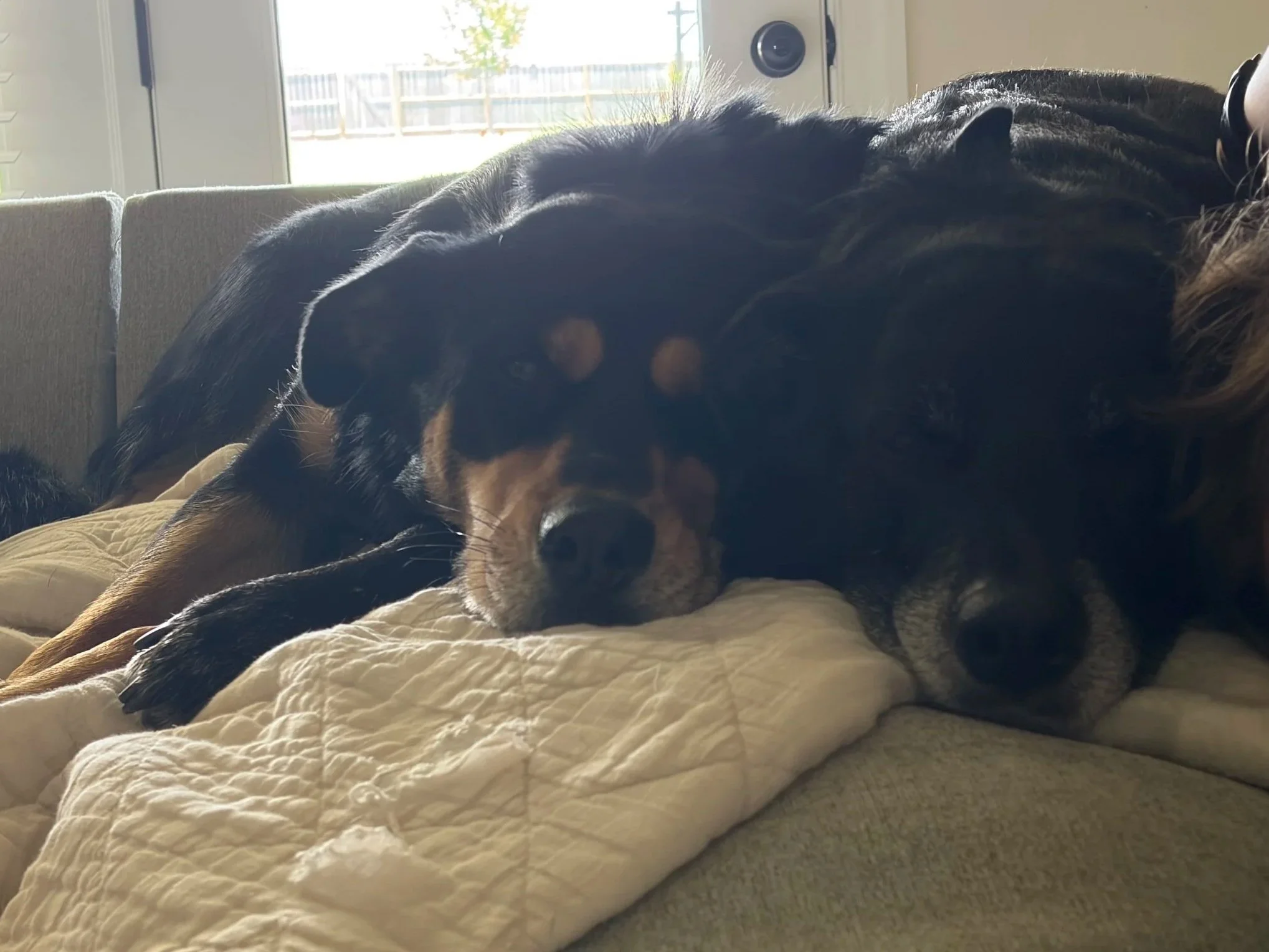 Close-up of a sleeping black and tan dog lying on a beige quilted blanket on a couch, with sunlight streaming through a window in the background.