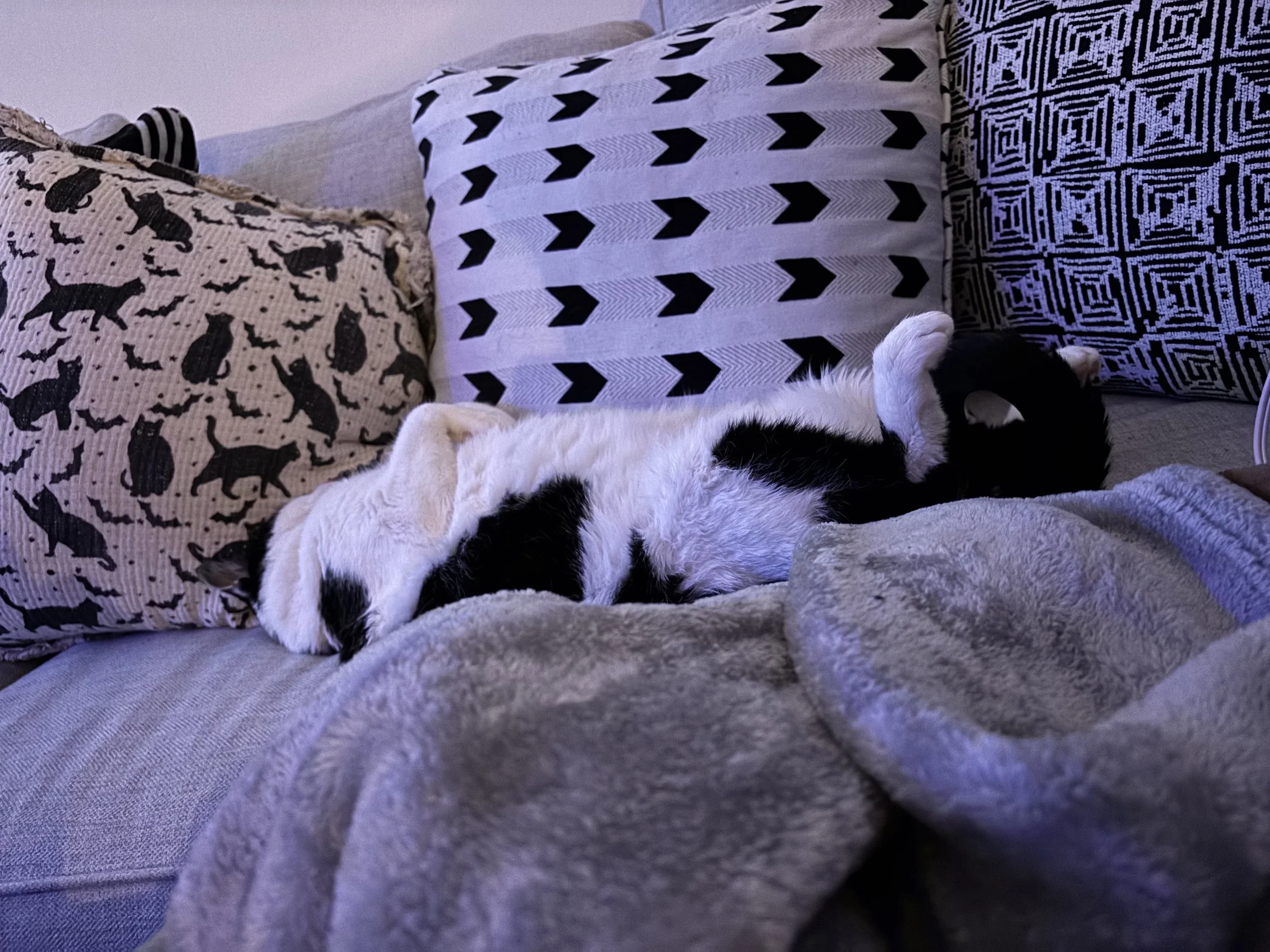 A black and white cat lying on a gray bed with its back legs stretched out and front paws close to its body. The bed is surrounded by three decorative pillows with different black and white patterns.