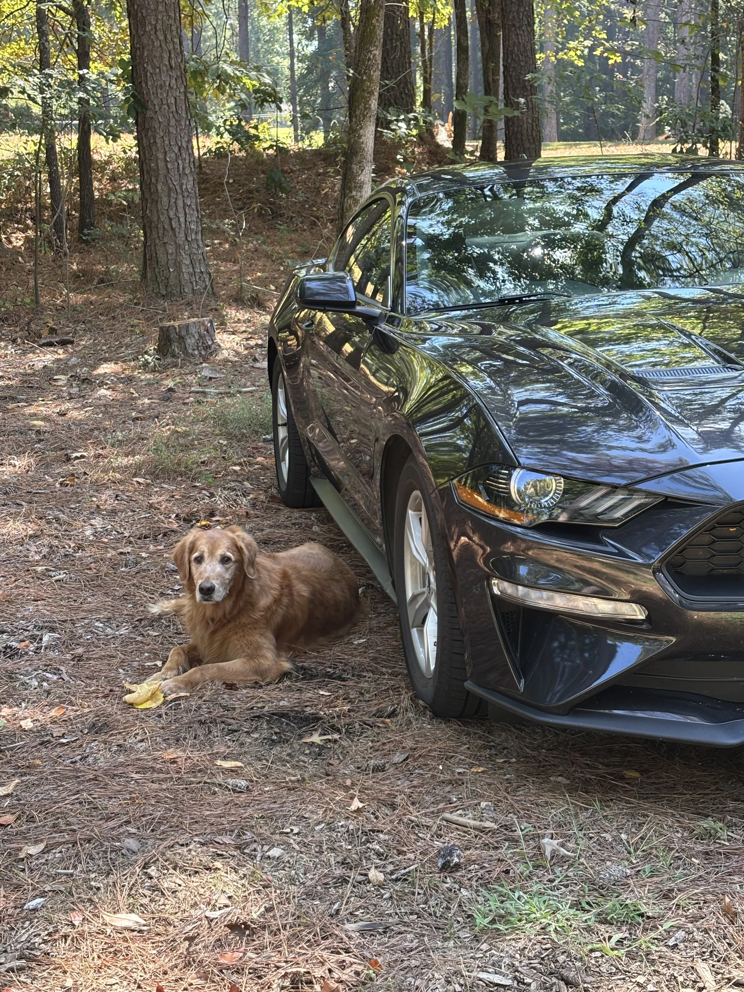 Dog Park Trips
