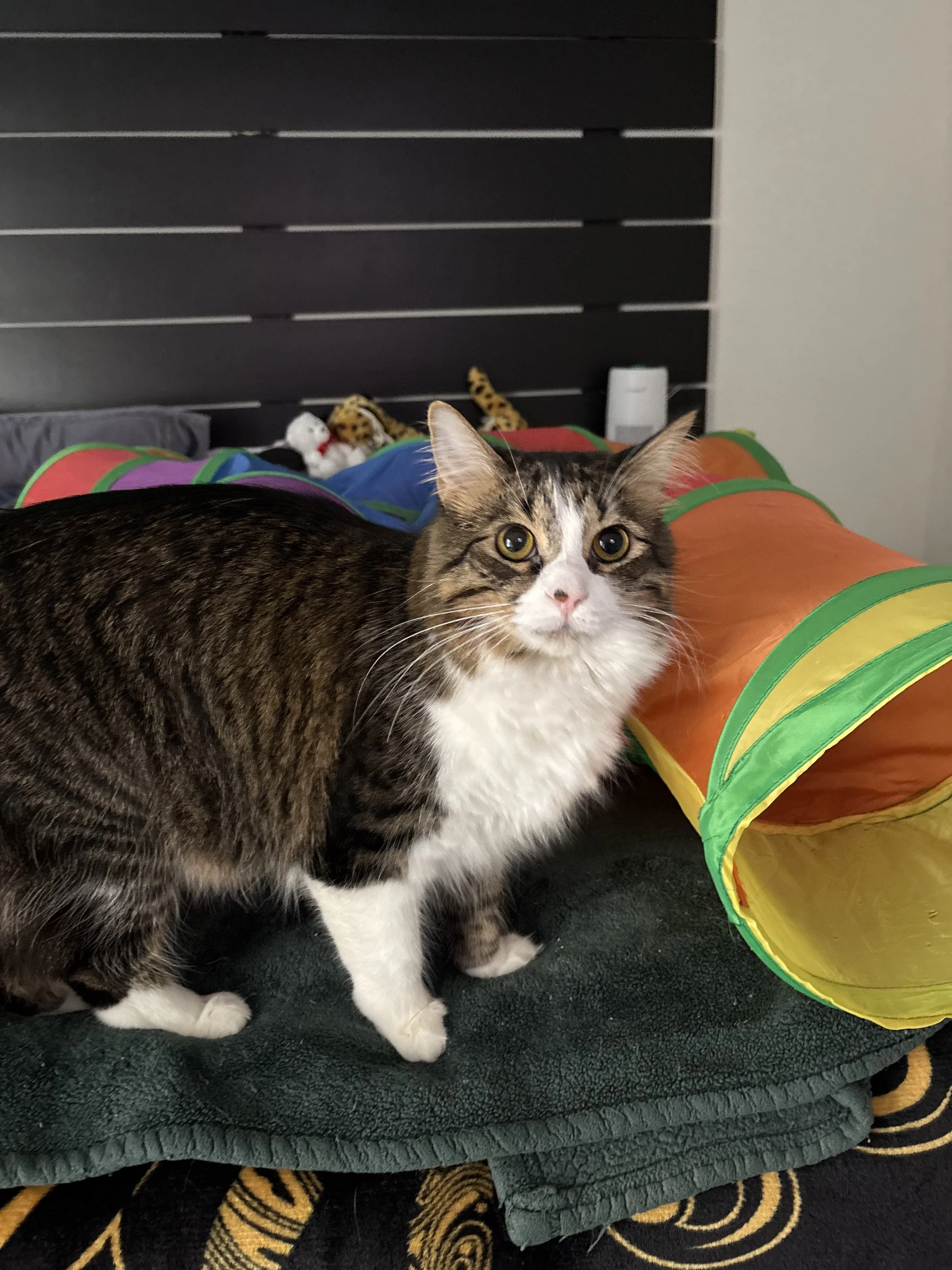 A domestic short-haired cat with a tabby and white coat standing on a bed, looking at the camera, with toys and colorful tunnel on the bed, and black slatted headboard behind.