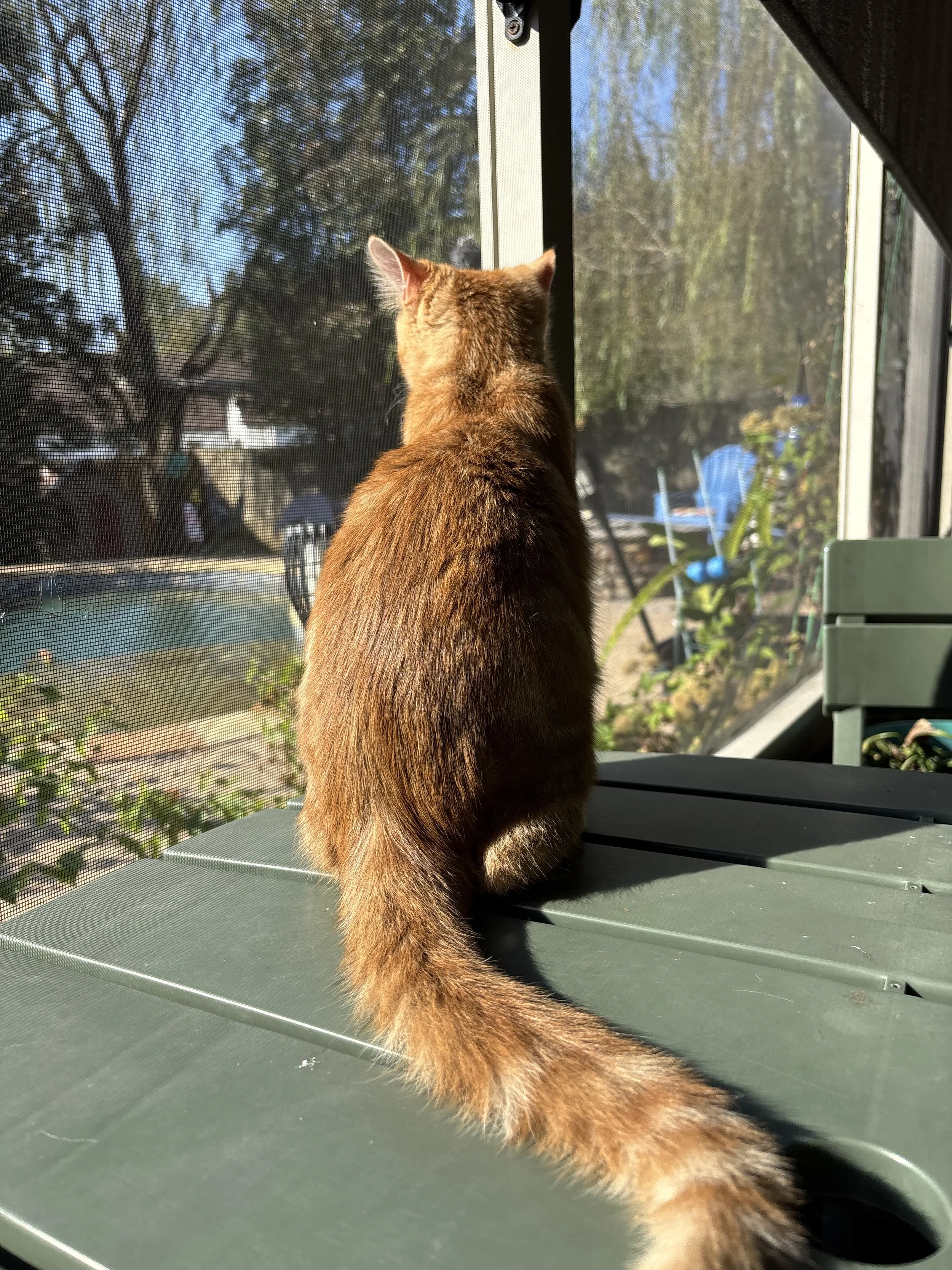 A ginger cat sitting on a green outdoor table, looking through a window screen at a backyard with trees, a person with an umbrella, and outdoor furniture.