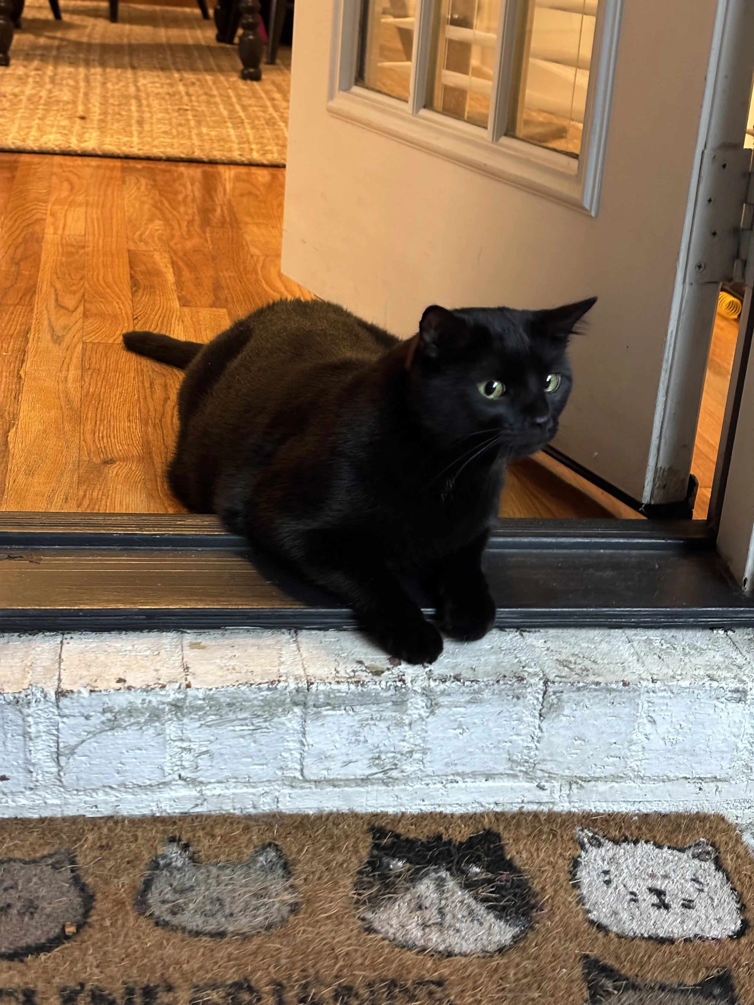 A black cat with yellow-green eyes lying in the doorway of a home, with a wooden floor and a patterned rug inside and a stone-patterned rug outside.