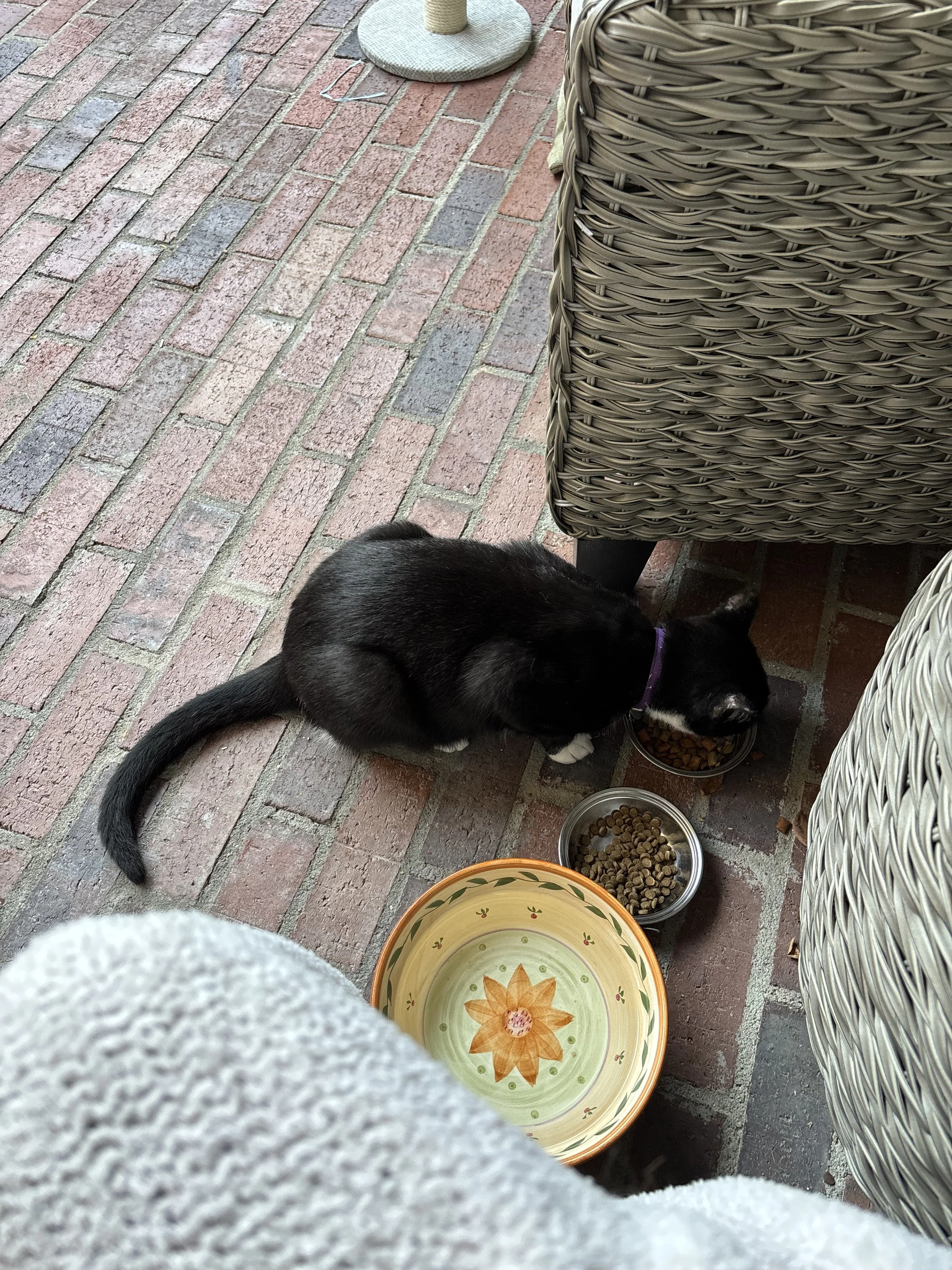 In-Home Cat Feeding