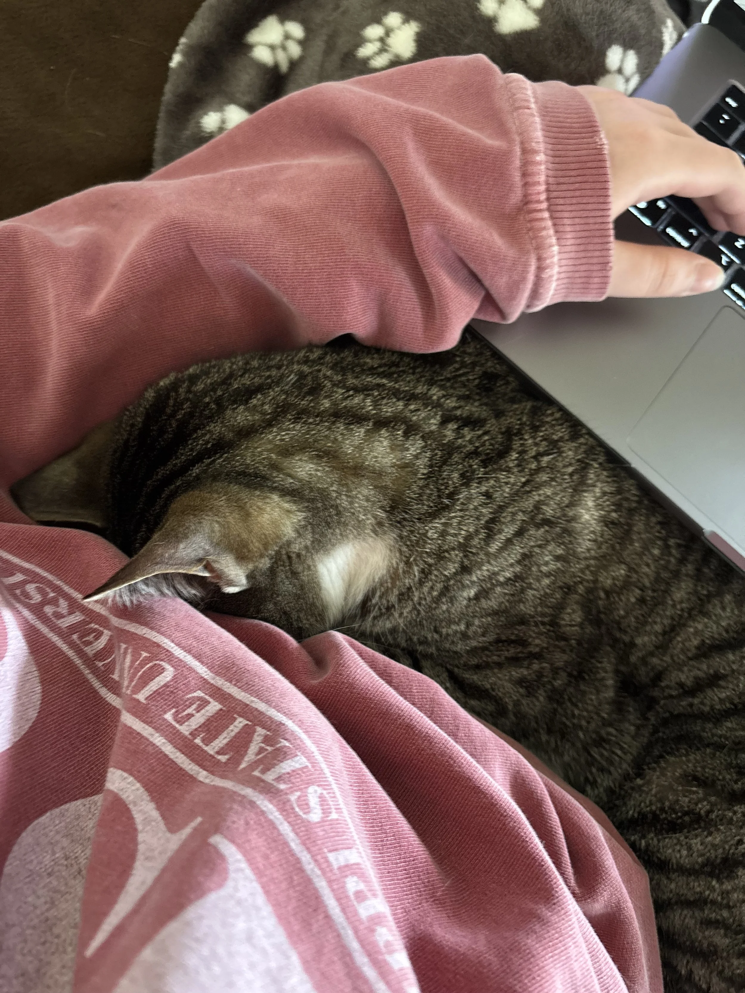 Cuddle & Care Pet Sitting Services