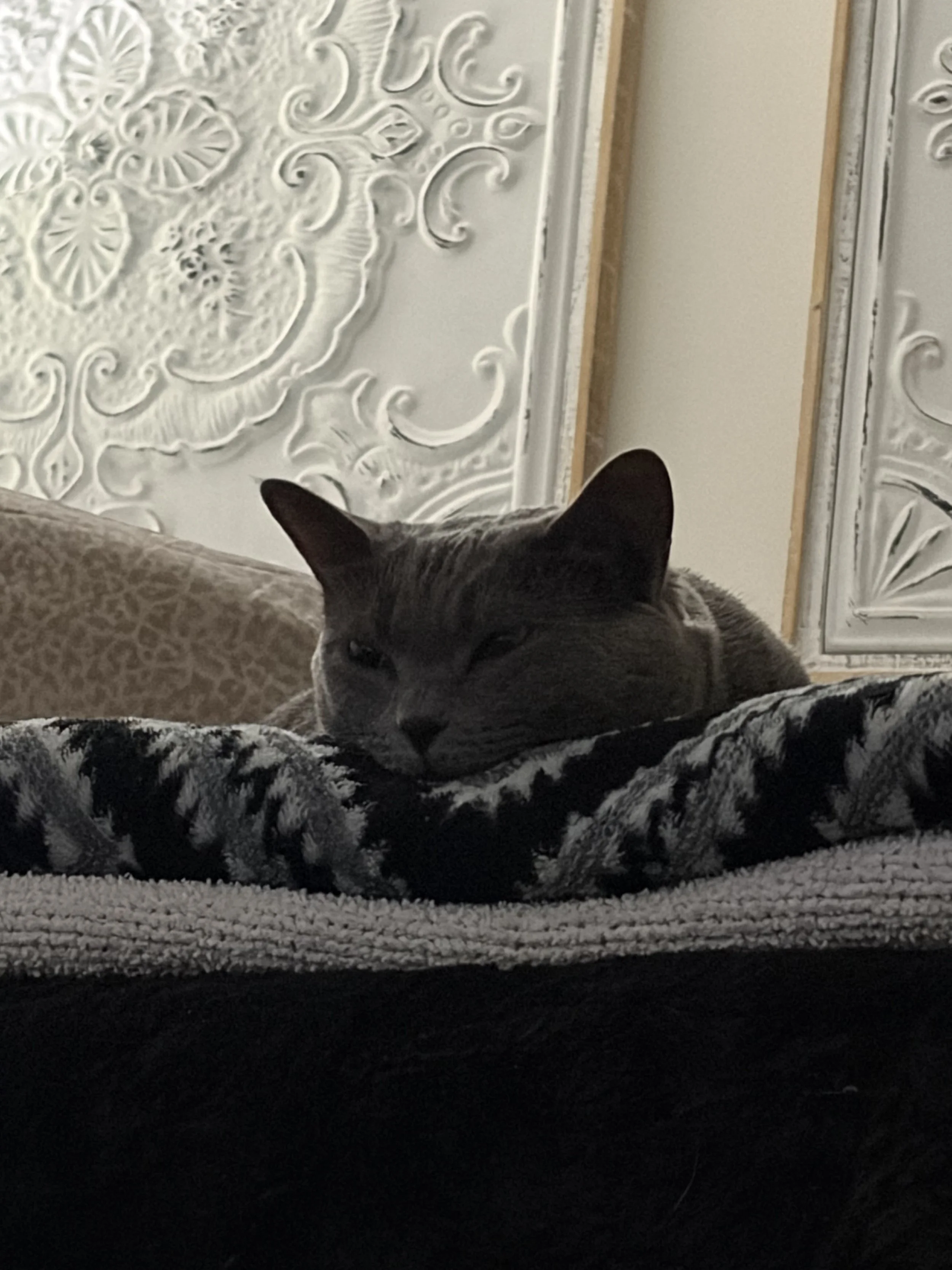 A gray tabby cat resting on a patterned blanket, with a decorative textured wall and a wooden frame mirror in the background.