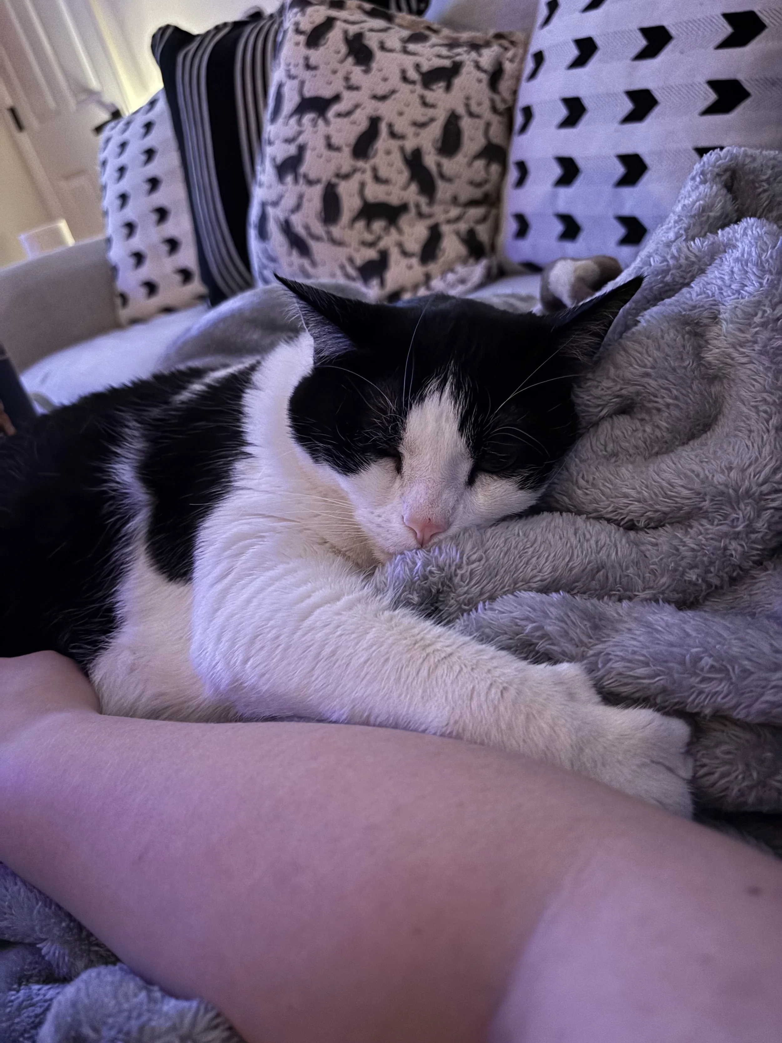 A black and white cat sleeping on a plush gray blanket, surrounded by patterned pillows on a couch.