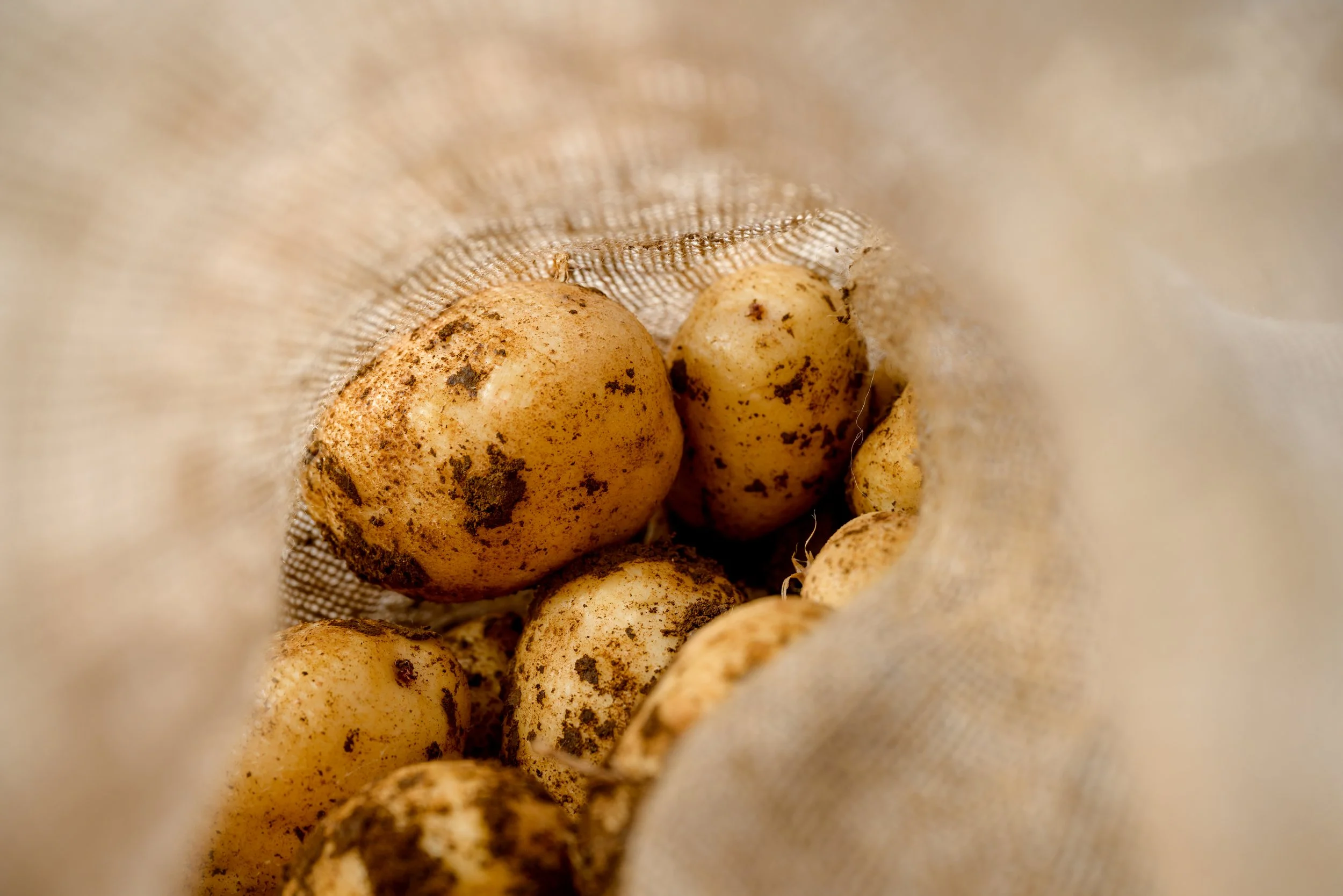 20240408_PotatoHarvest_CBO-3270_01158_Master.jpg