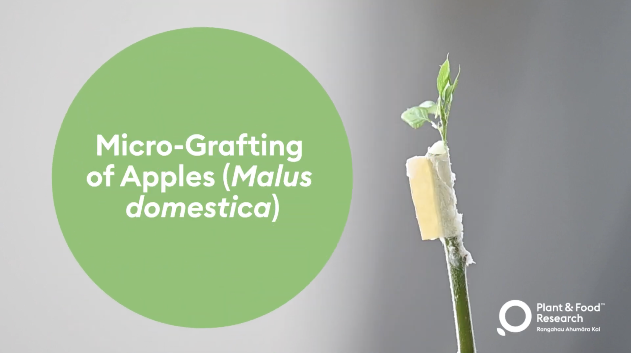 Apple Grafting