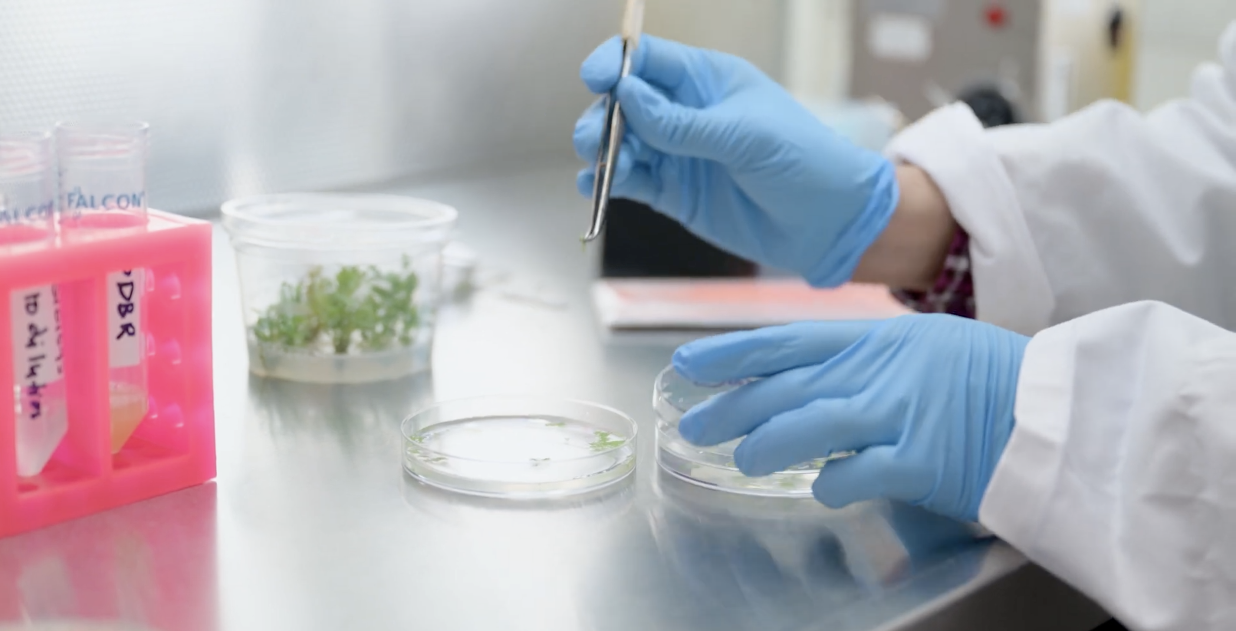Gene Editing In The Lab