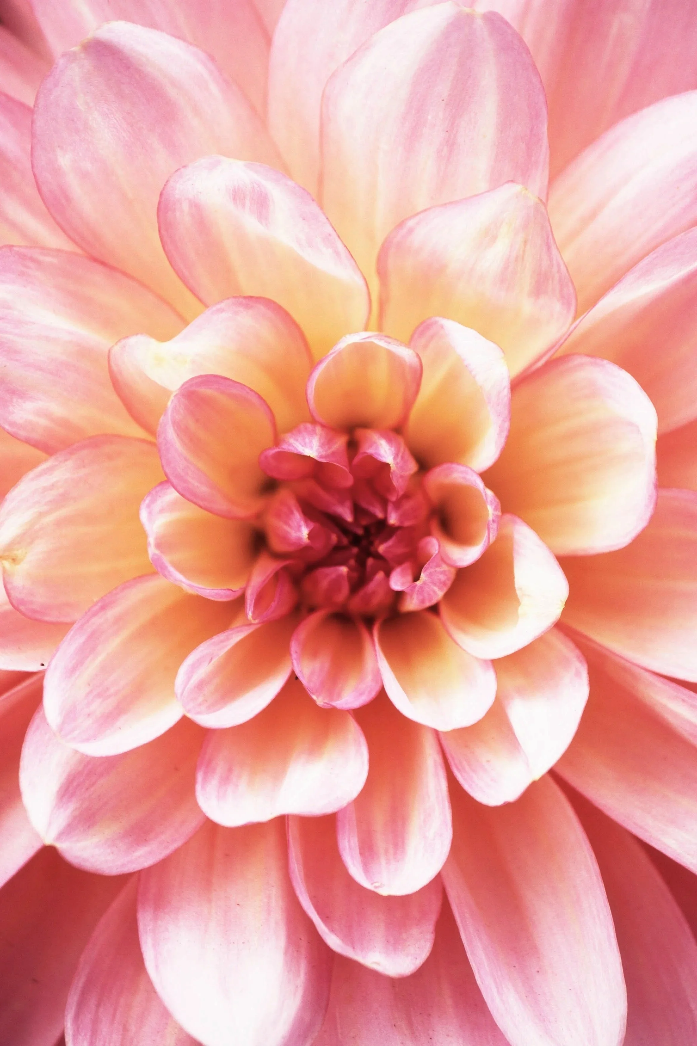 Close-up of a peach-colored dahlia flower with soft petals radiating outward.
