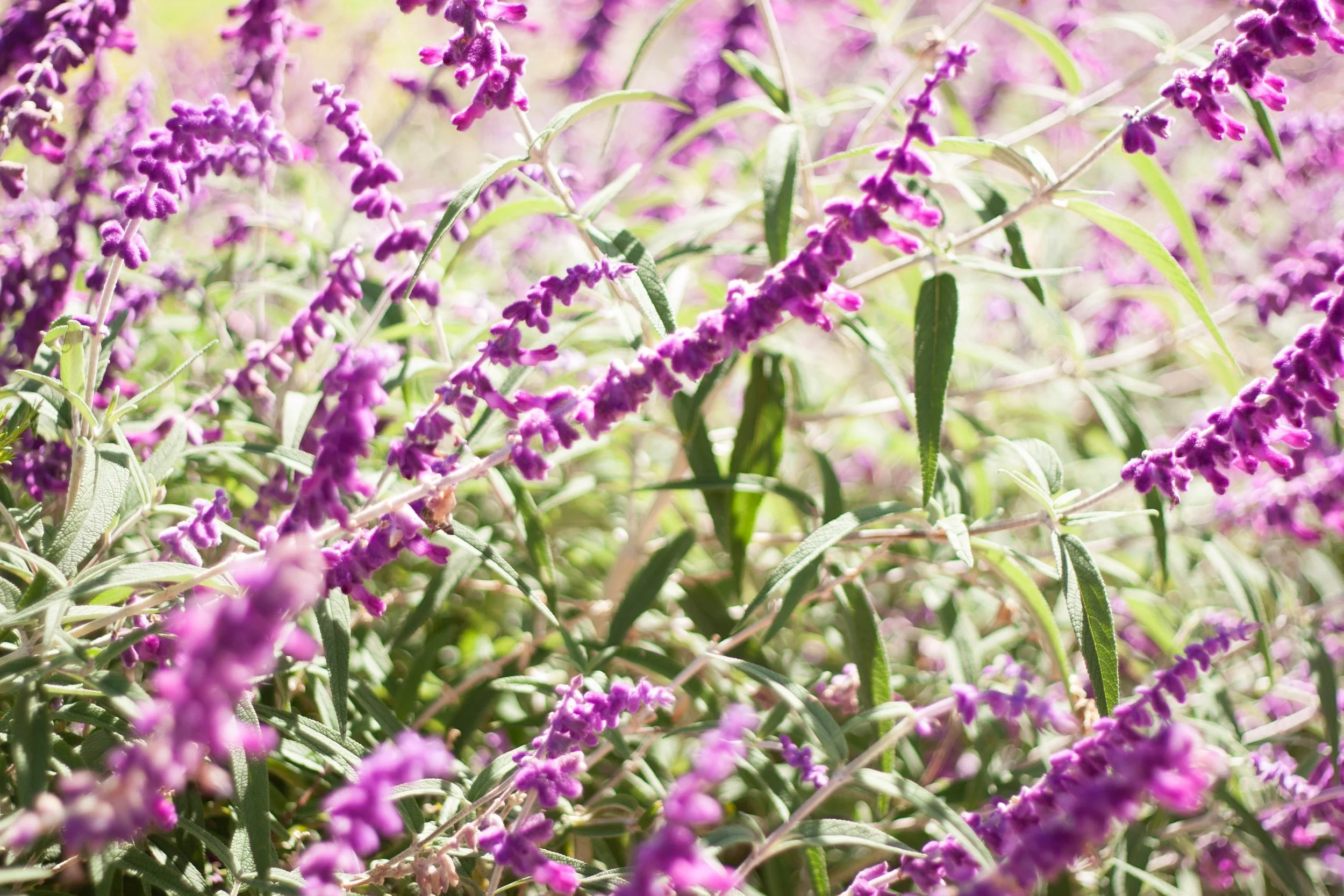Close-up of purple flowers with green leaves in a garden.