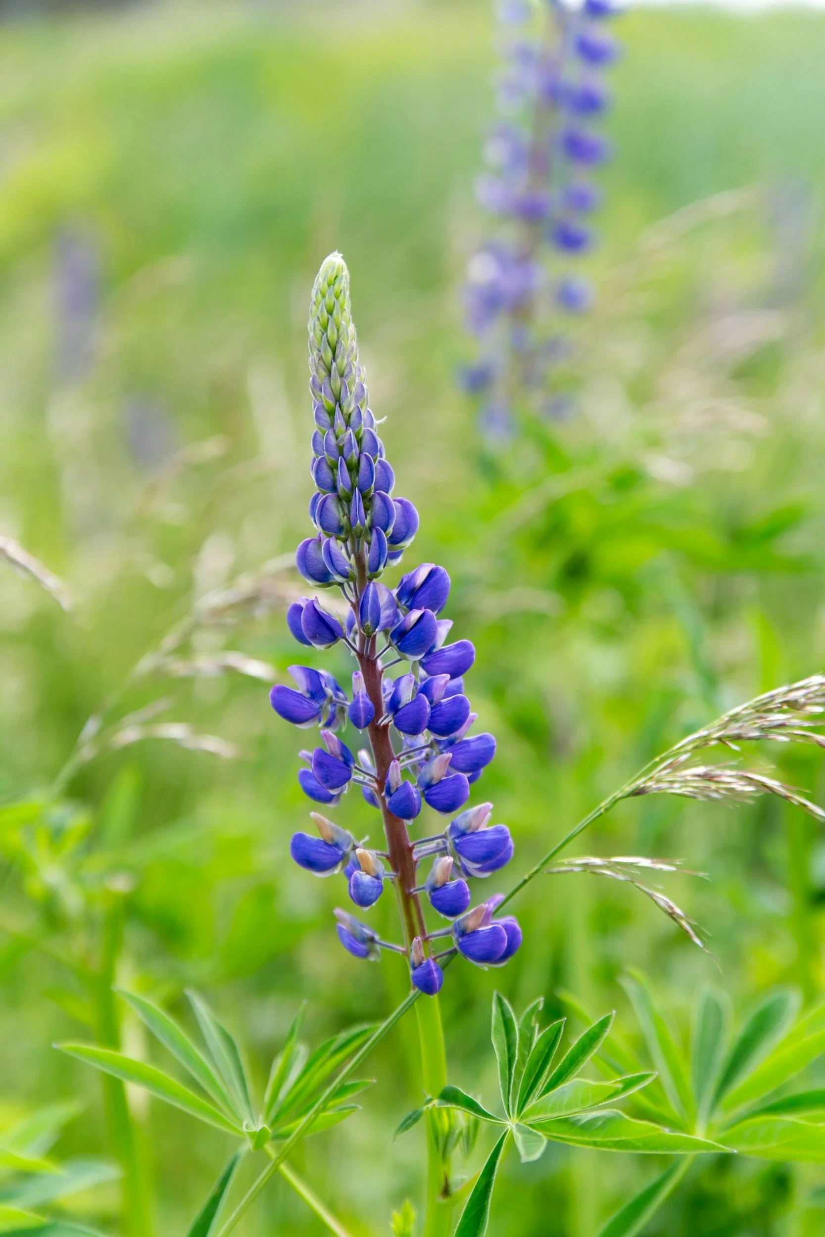 Close-up of a blooming purple and blue lupine flower in a green natural setting.