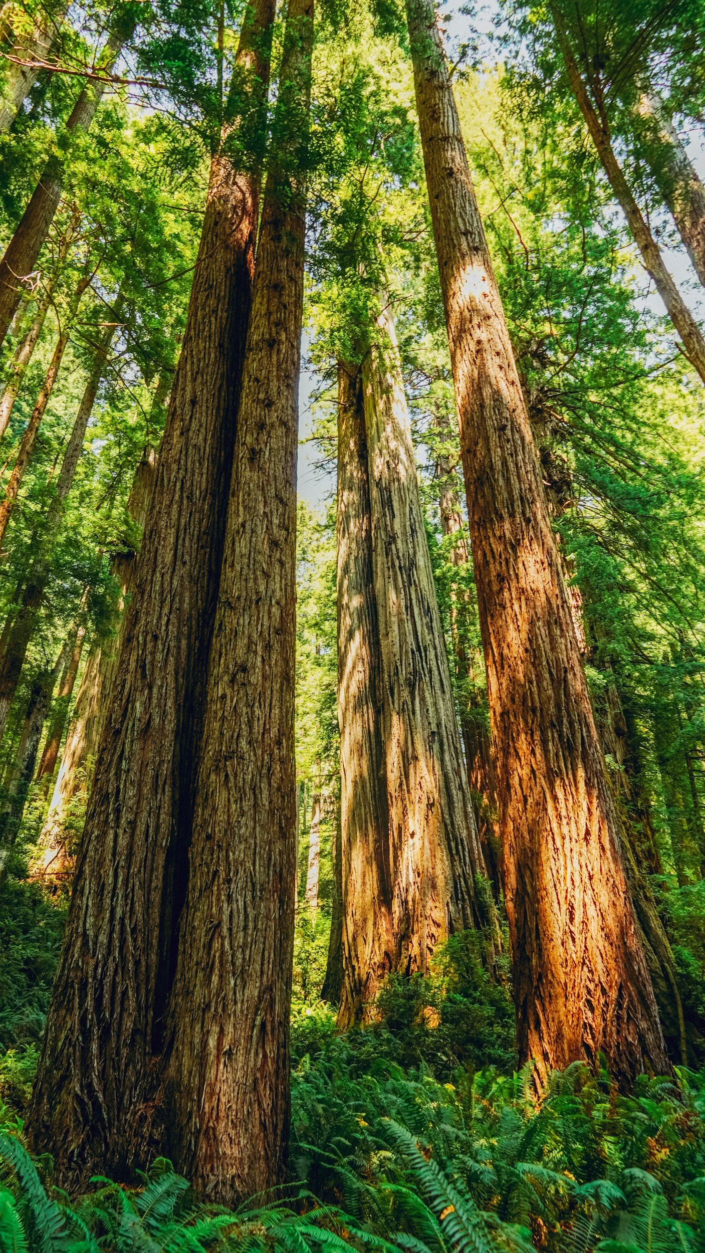Large redwood trees in a lush forest with sunlight filtering through the green canopy.