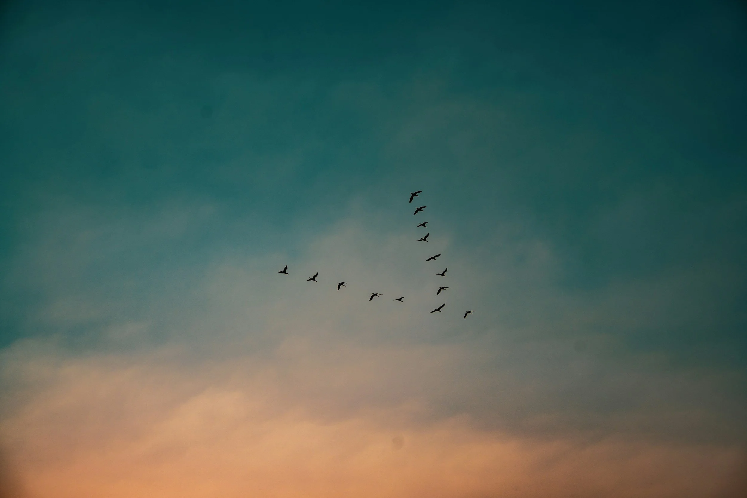 A flock of birds flying in a V formation in the sky during sunset or sunrise.