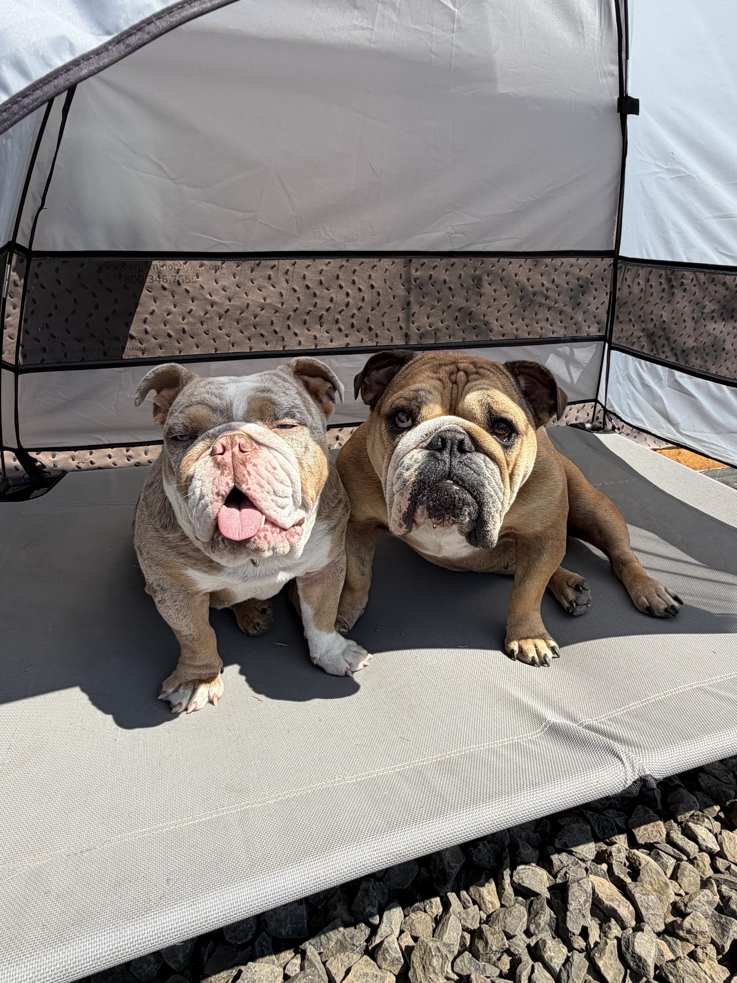 Two bulldogs lying on a gray surface under a shelter, with rocks visible underneath.