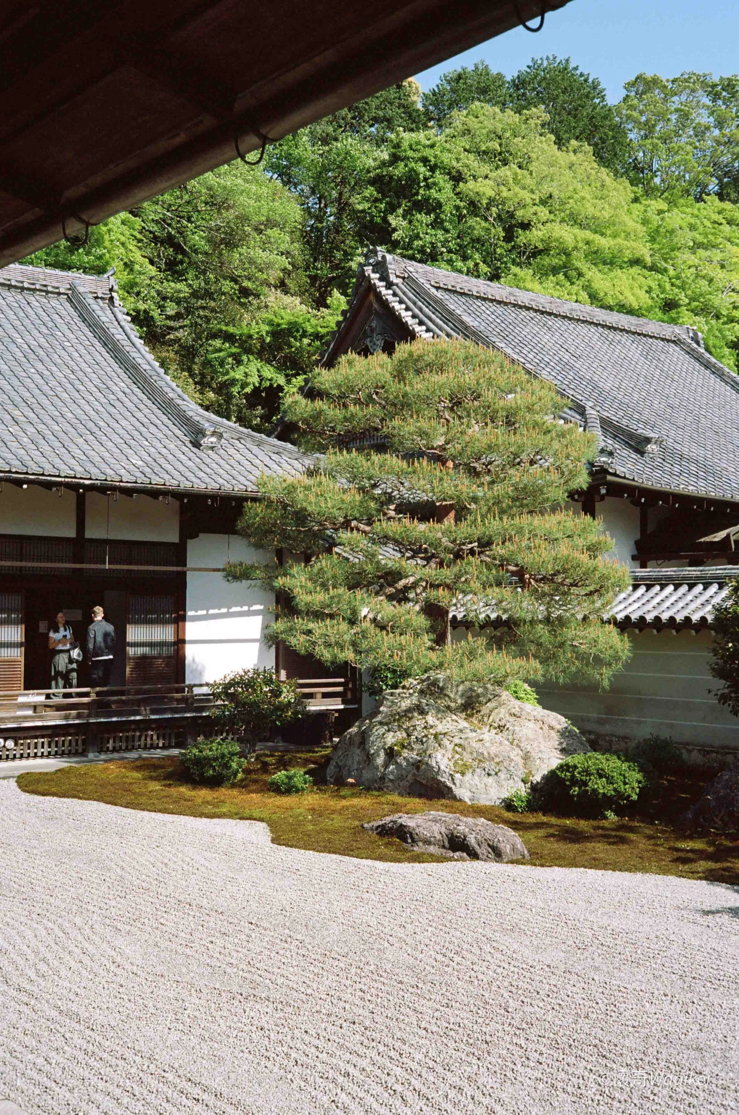 Traditional Japanese Zen garden with a large rock, small bushes, a carefully maintained pine tree, and a building with tiled roofs in the background, surrounded by lush green trees.