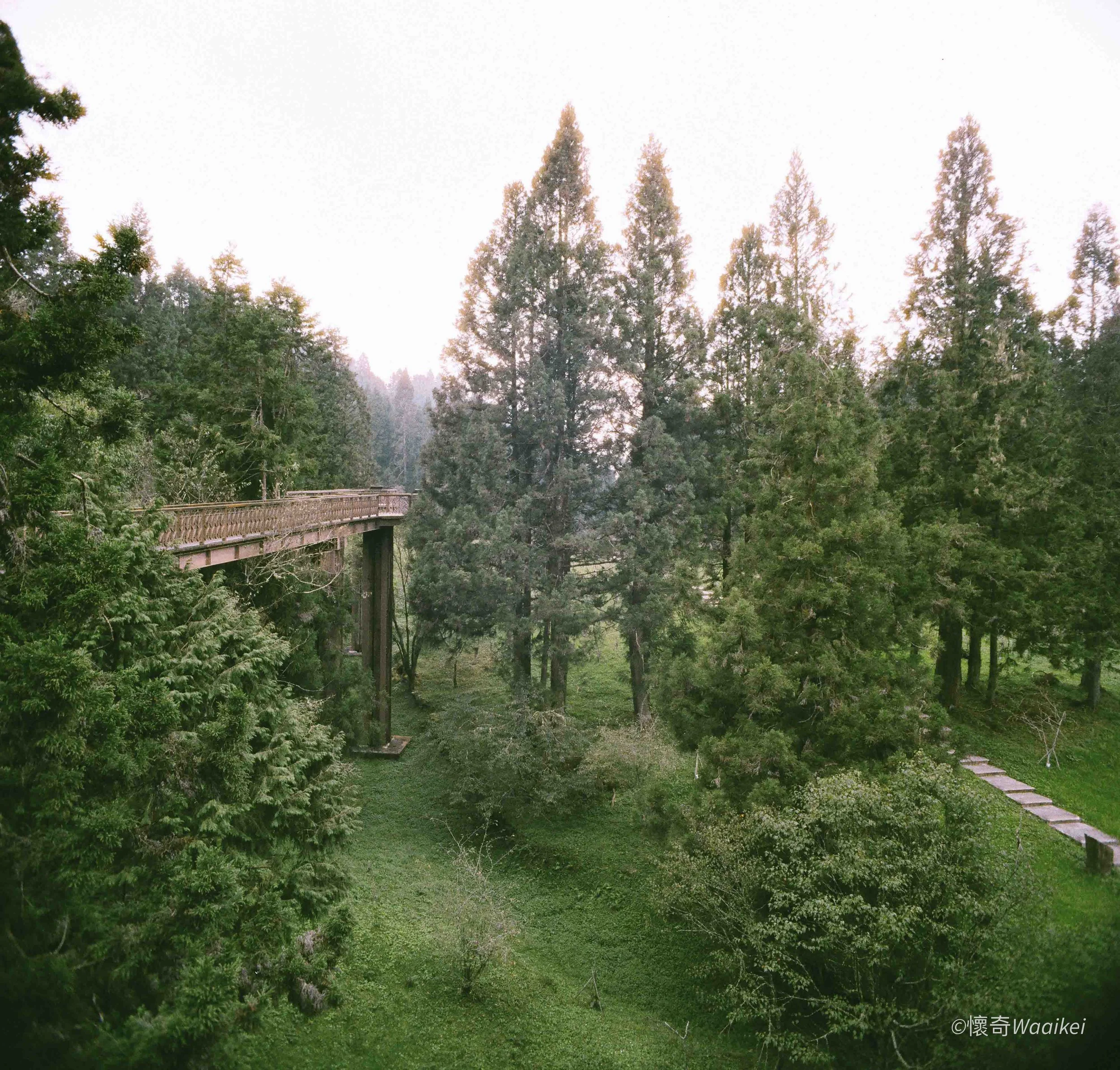 Sunshine filters through tall evergreen trees in a lush forest, with a small wooden bridge visible on the left side of the scene.