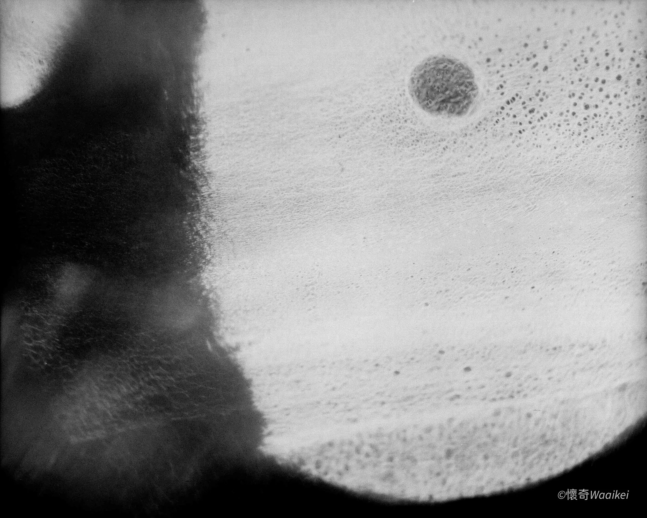 Close-up black-and-white image of a part of a person's head with thick, curly hair, looking onto a surface with a round object and scattered dots or textures.