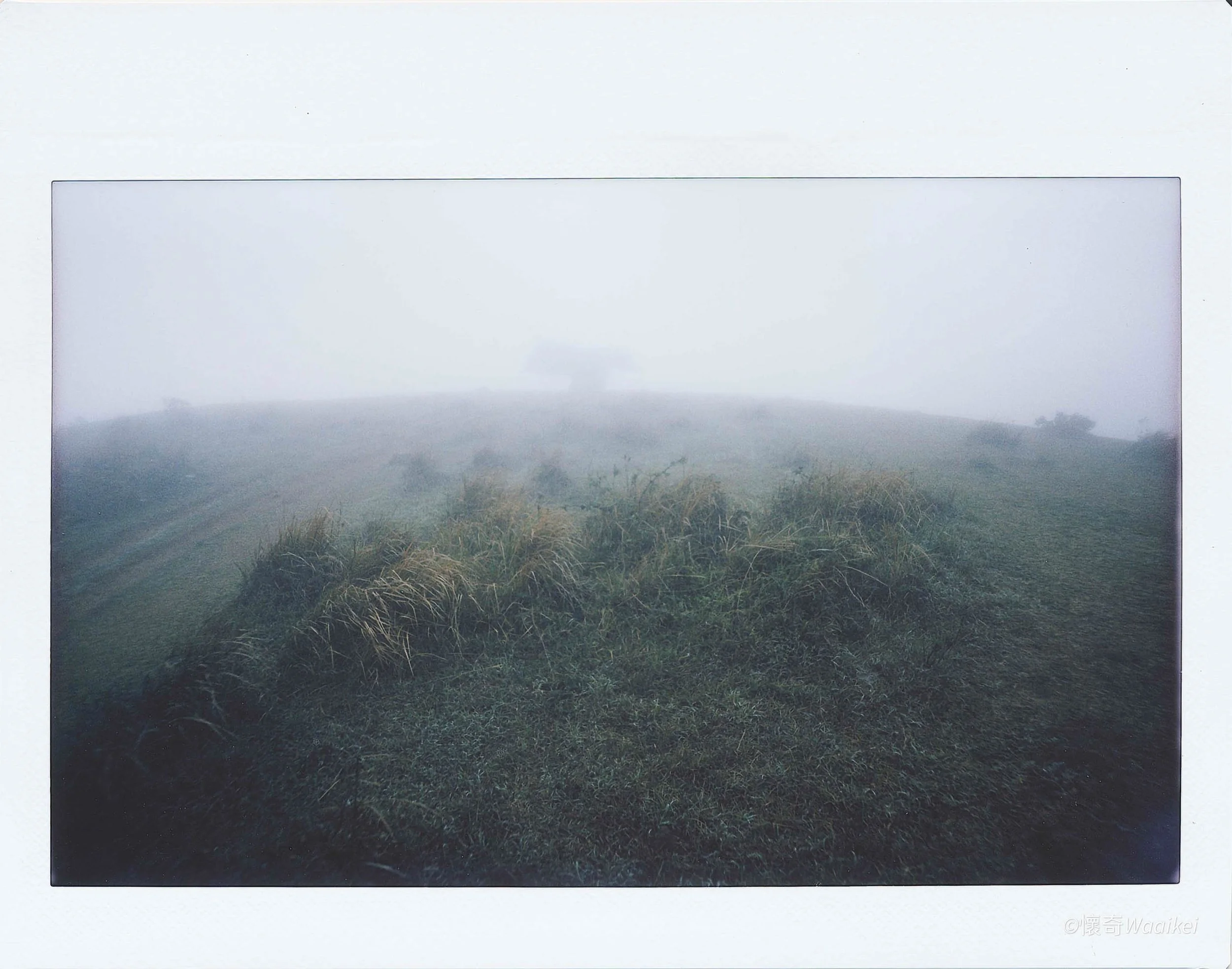 A foggy landscape featuring a field with tall grasses and trees in the distance.