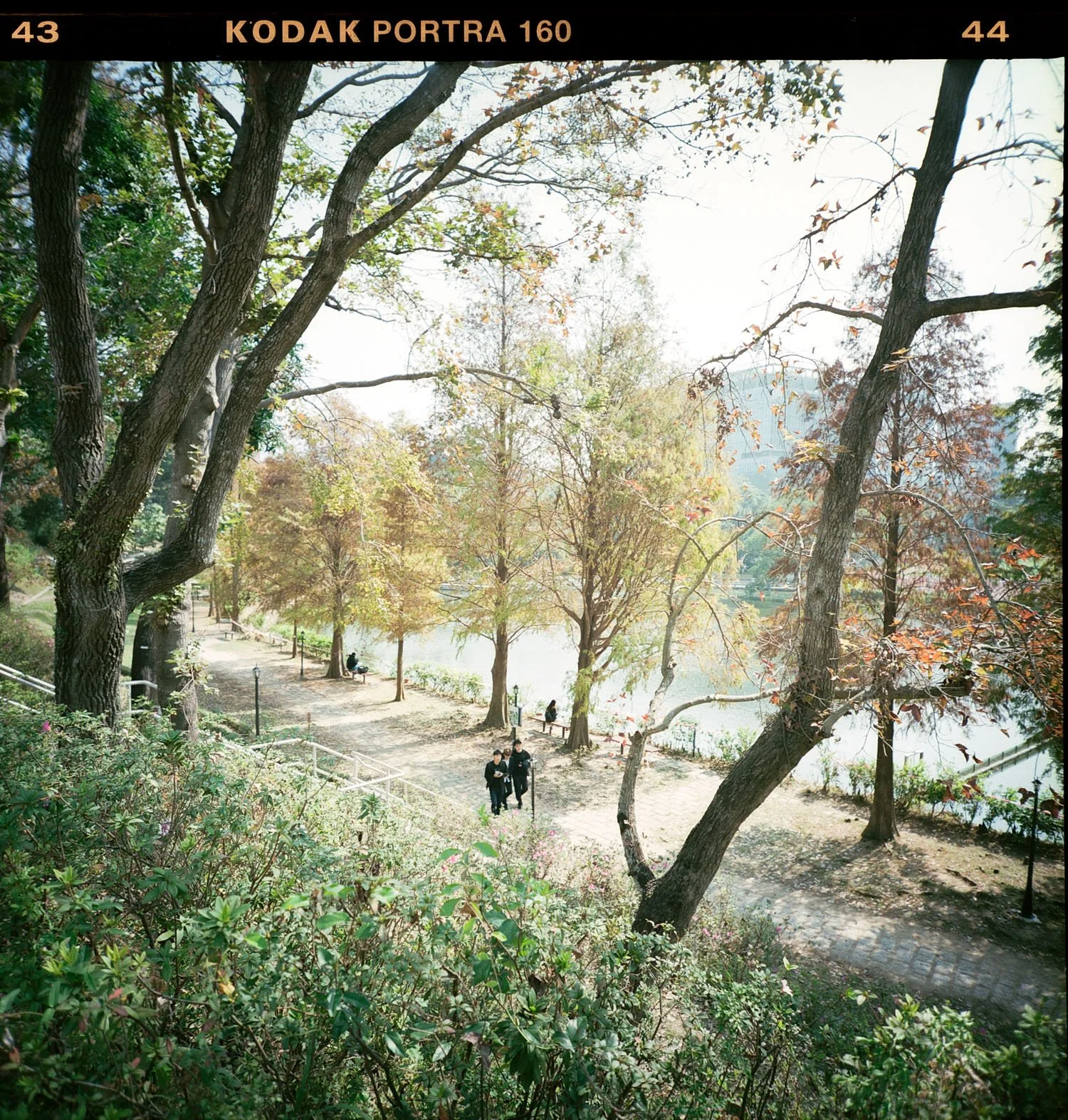 Park pathway lined with trees, people walking and sitting, near a body of water, with autumn foliage
