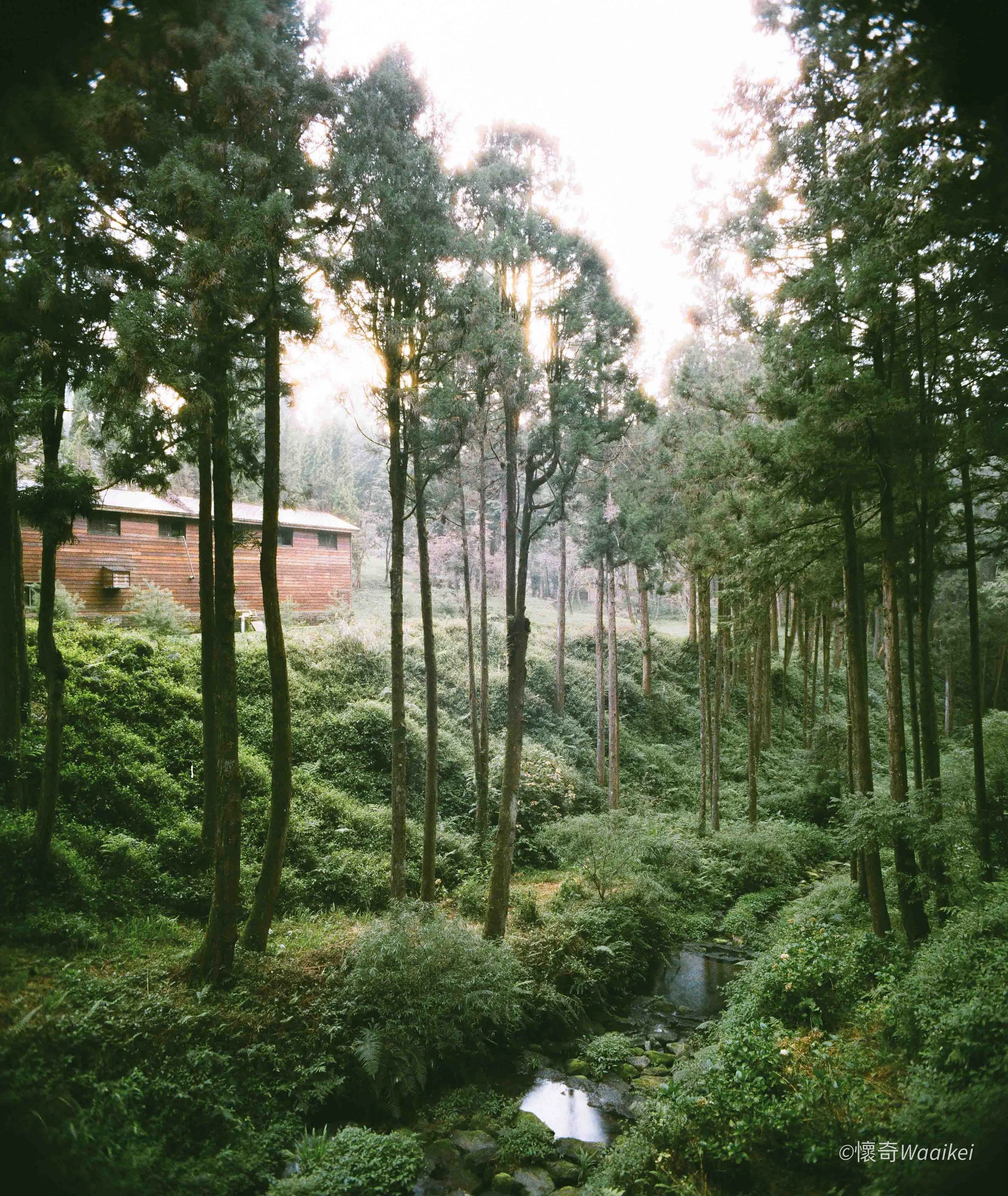 A forest scene with tall trees and a small waterfall or stream flowing through lush green vegetation.