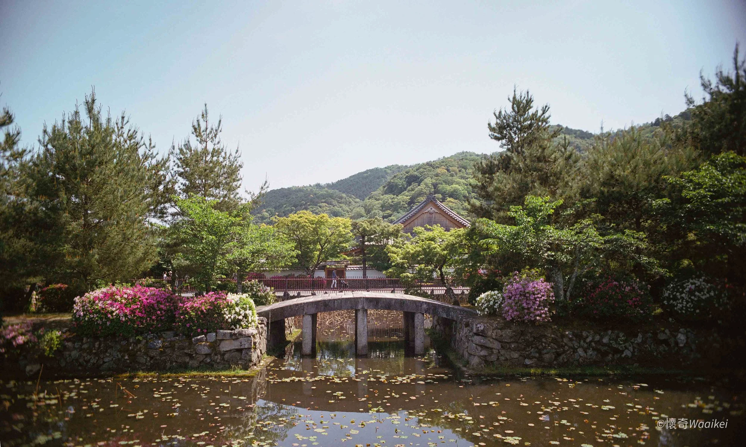 A tranquil garden scene with a small stone bridge over a pond covered with floating lily pads, surrounded by colorful flowers and lush green trees. A traditional building with a tiled roof is visible in the background, set against a backdrop of green