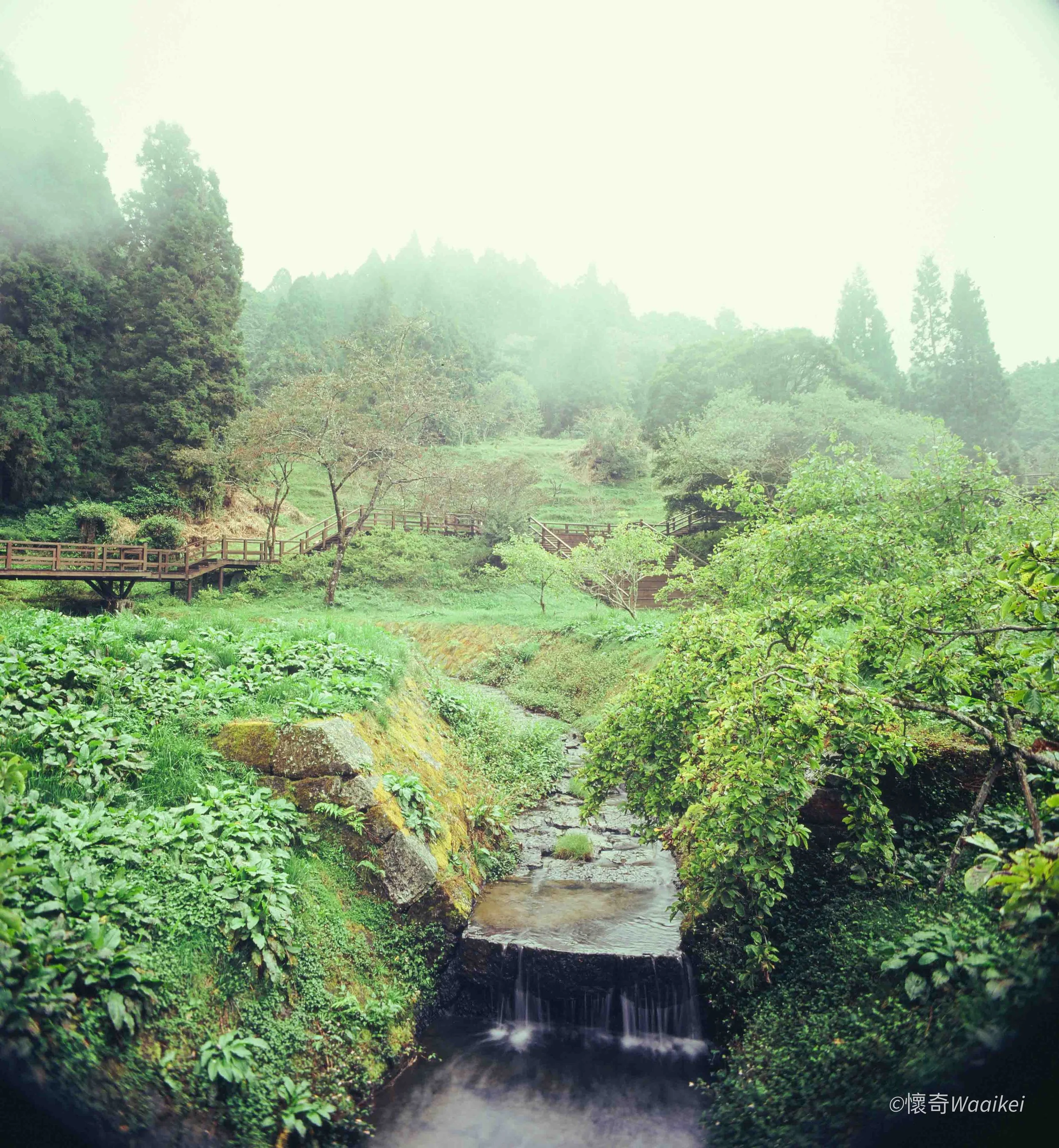 Fresh green forest with a small rushing stream flowing over rocks and surrounded by lush vegetation and trees.