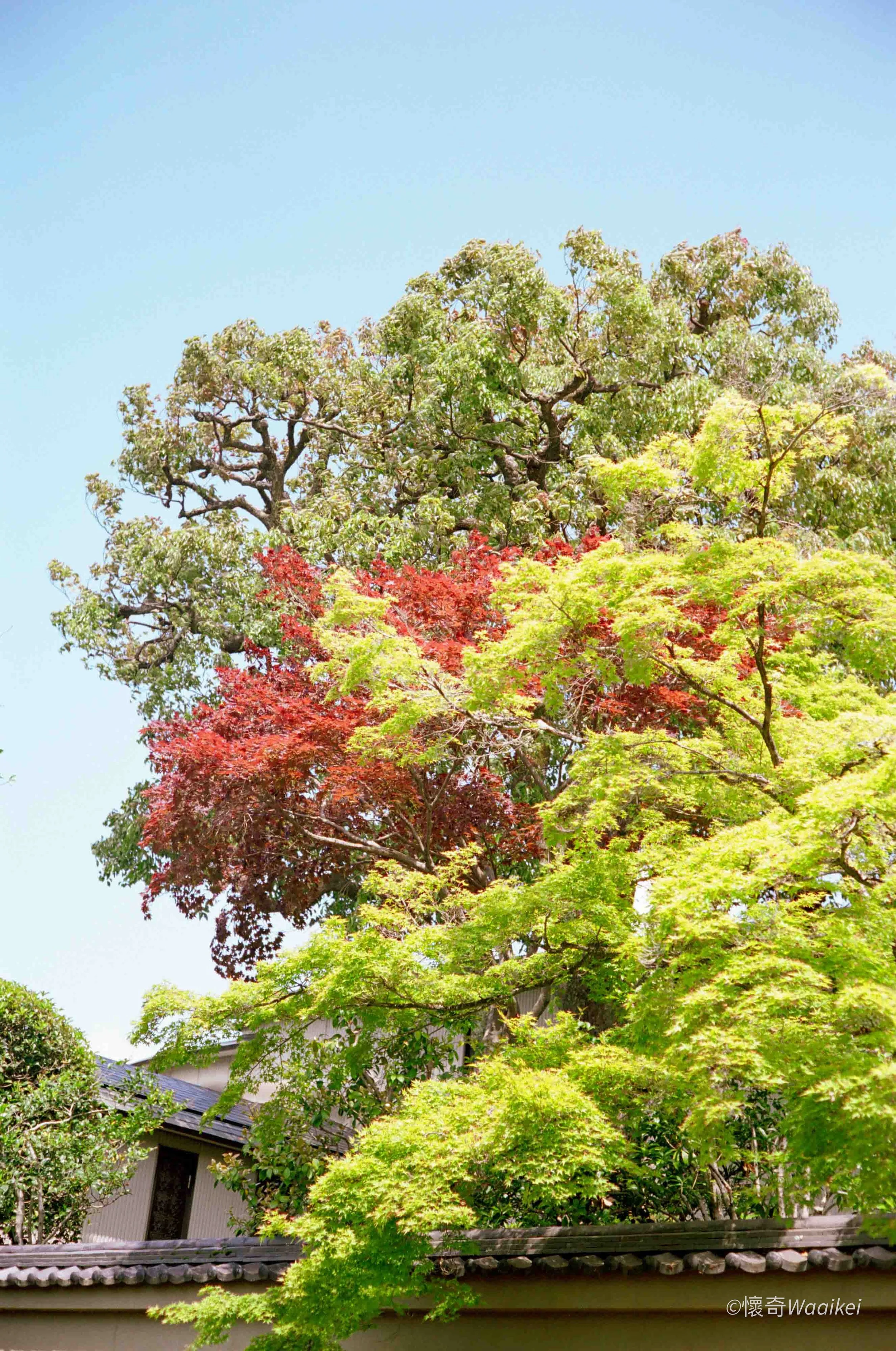 Tree with green and red leaves against a clear blue sky, partial view of a building with a tiled roof at the bottom.